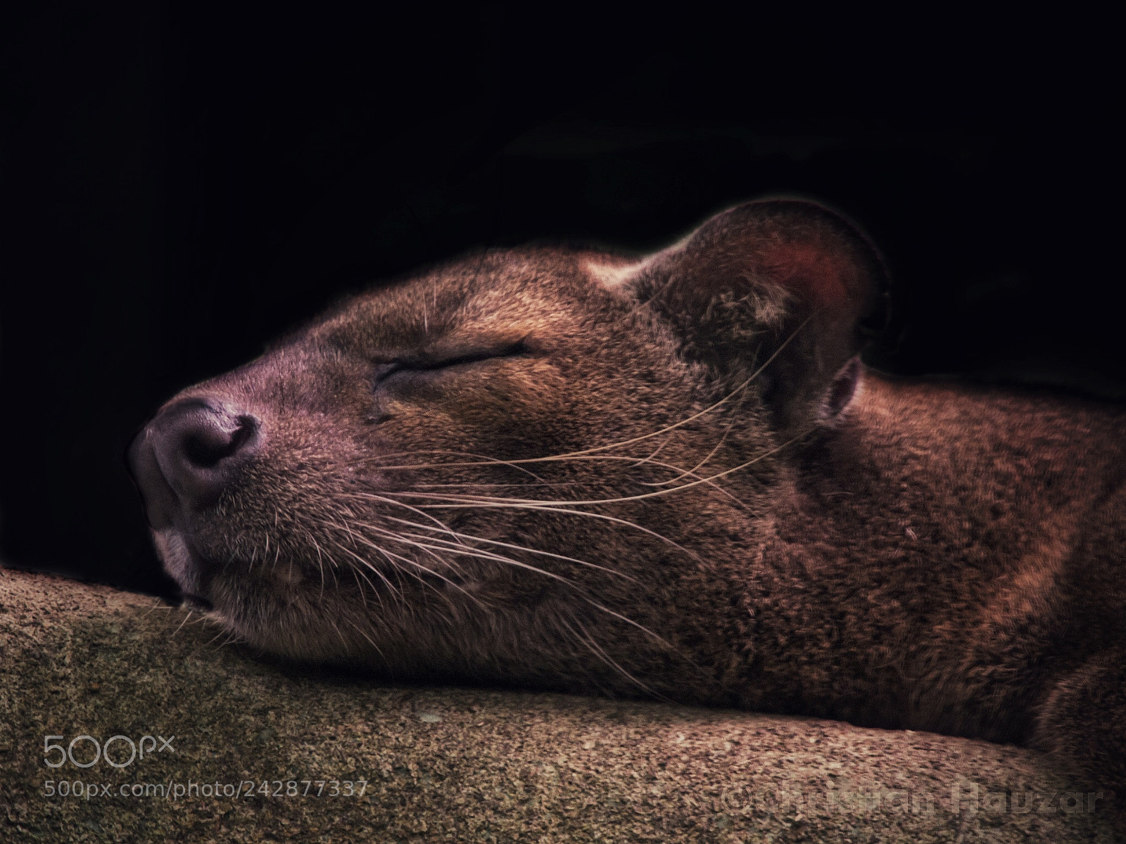 Olympus E-5 sample photo. Fossa photography