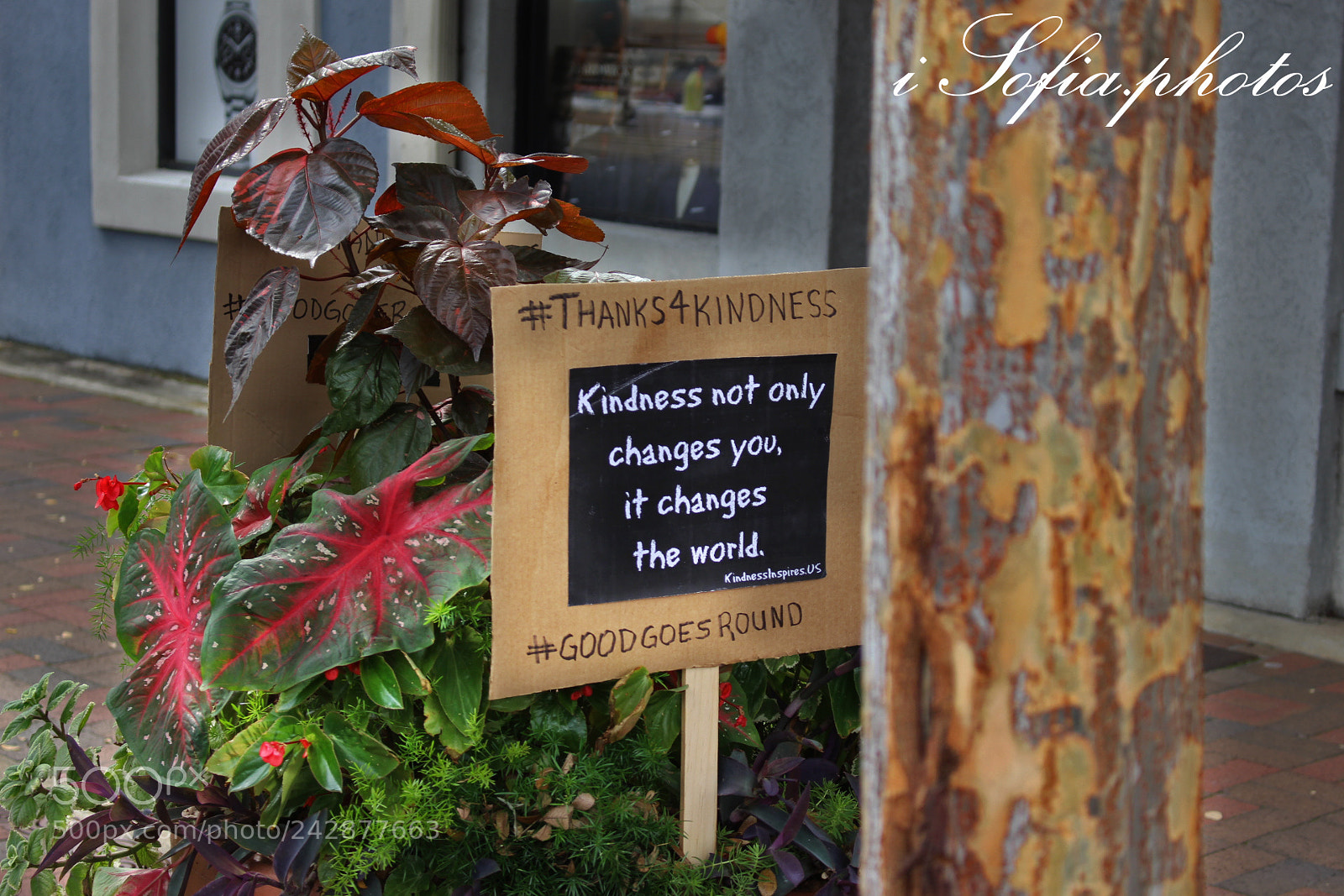 Canon EOS 700D (EOS Rebel T5i / EOS Kiss X7i) sample photo. Kindness photography