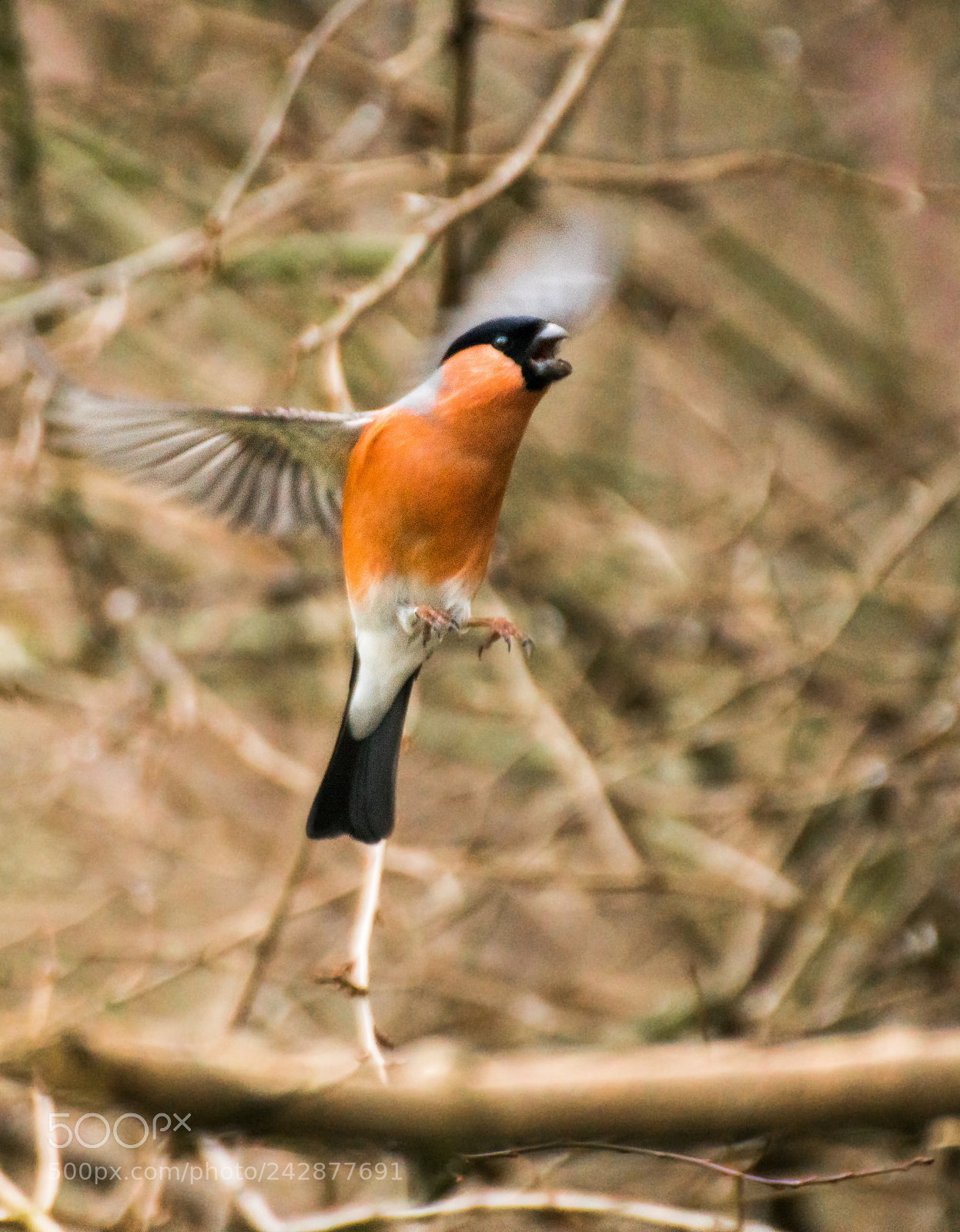 Sony a6300 sample photo. Sparrow in action photography