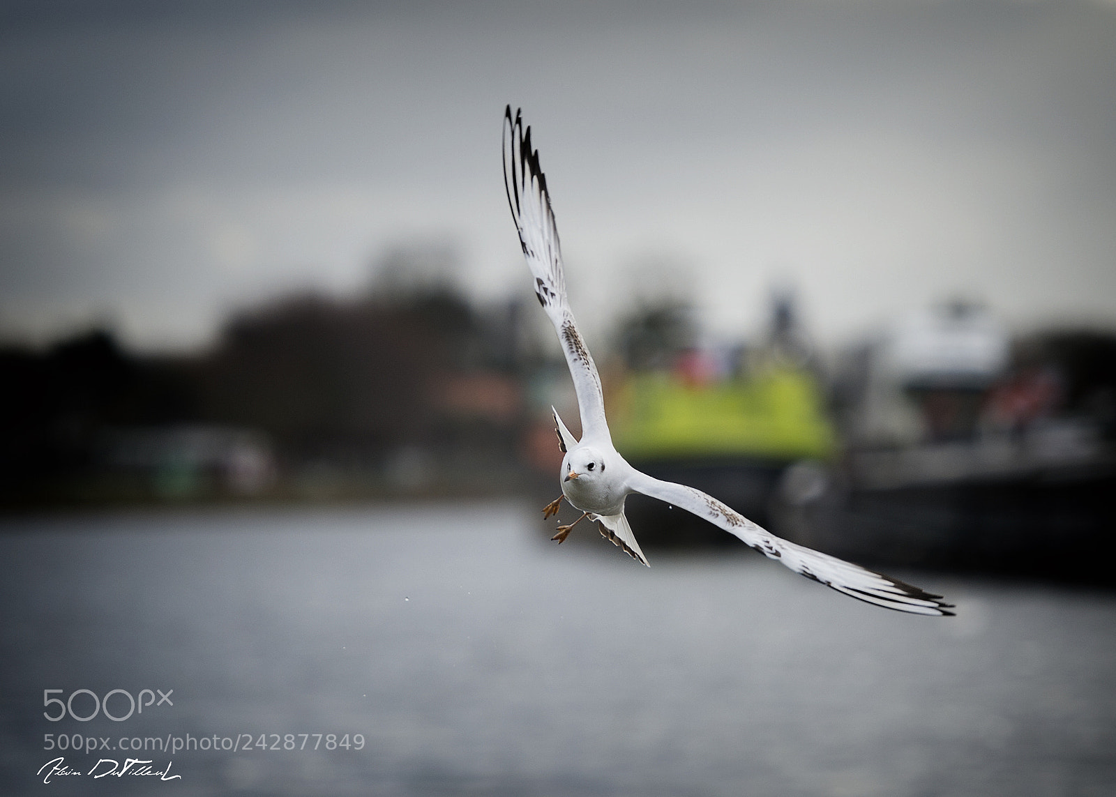 Nikon D4 sample photo. Mouette rieuse photography