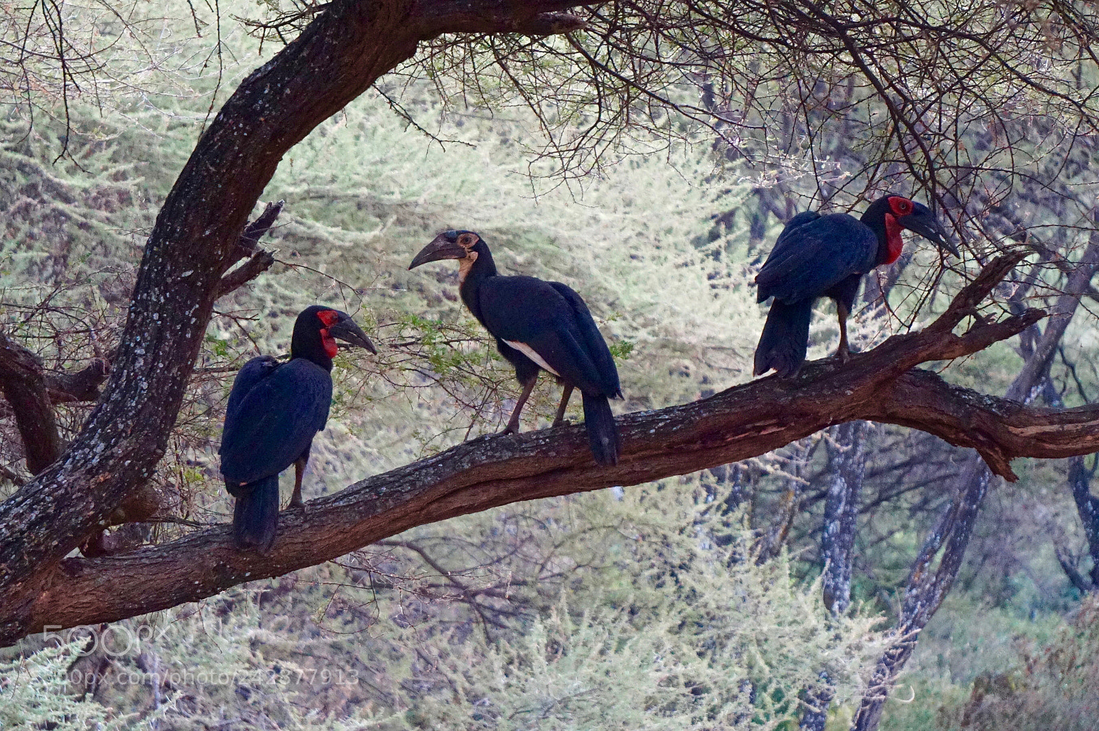 Sony Alpha a5000 (ILCE 5000) sample photo. Southern ground hornbills at photography