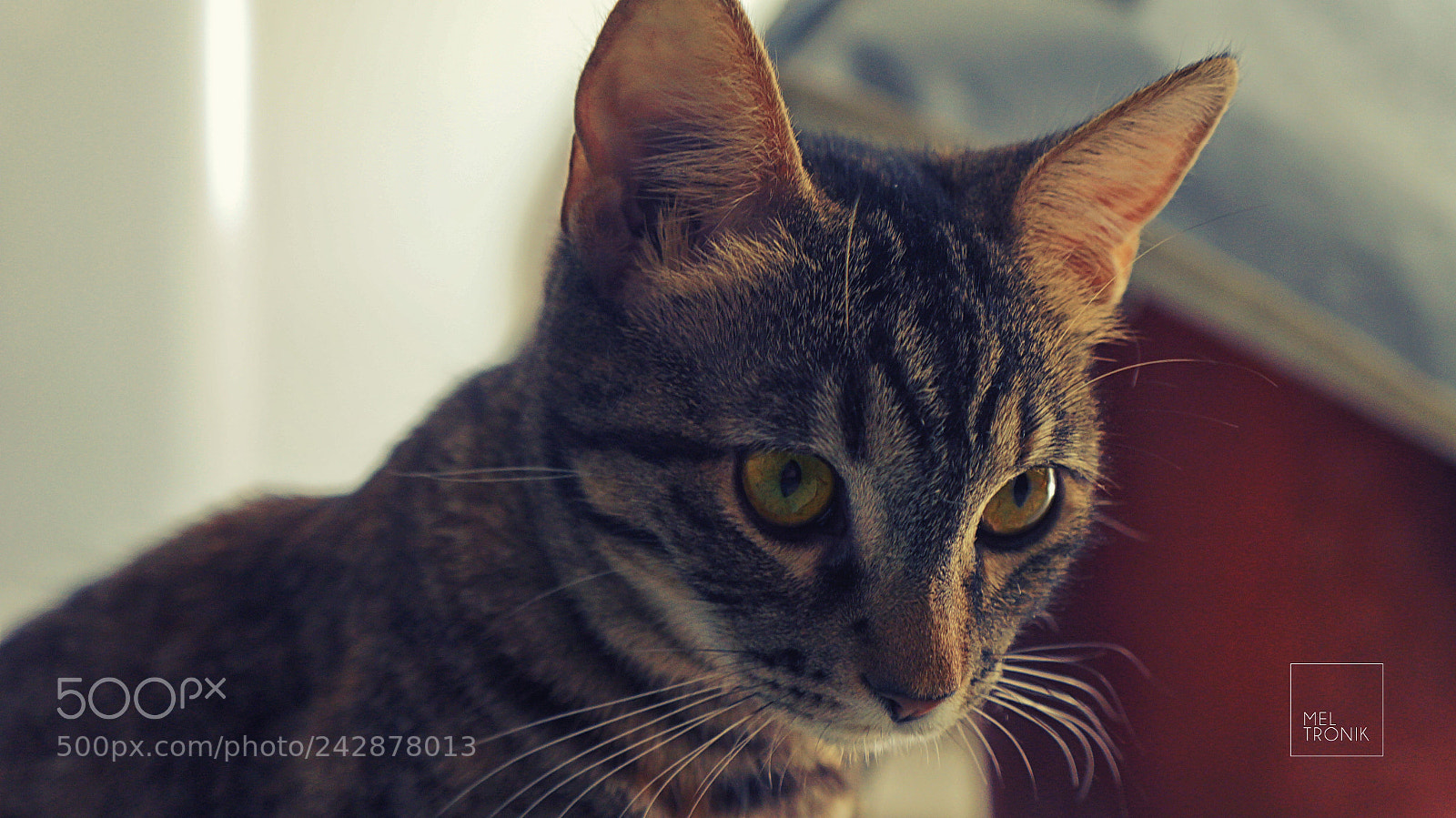 Sony Alpha NEX-5N sample photo. Matilda "rayitas" photography