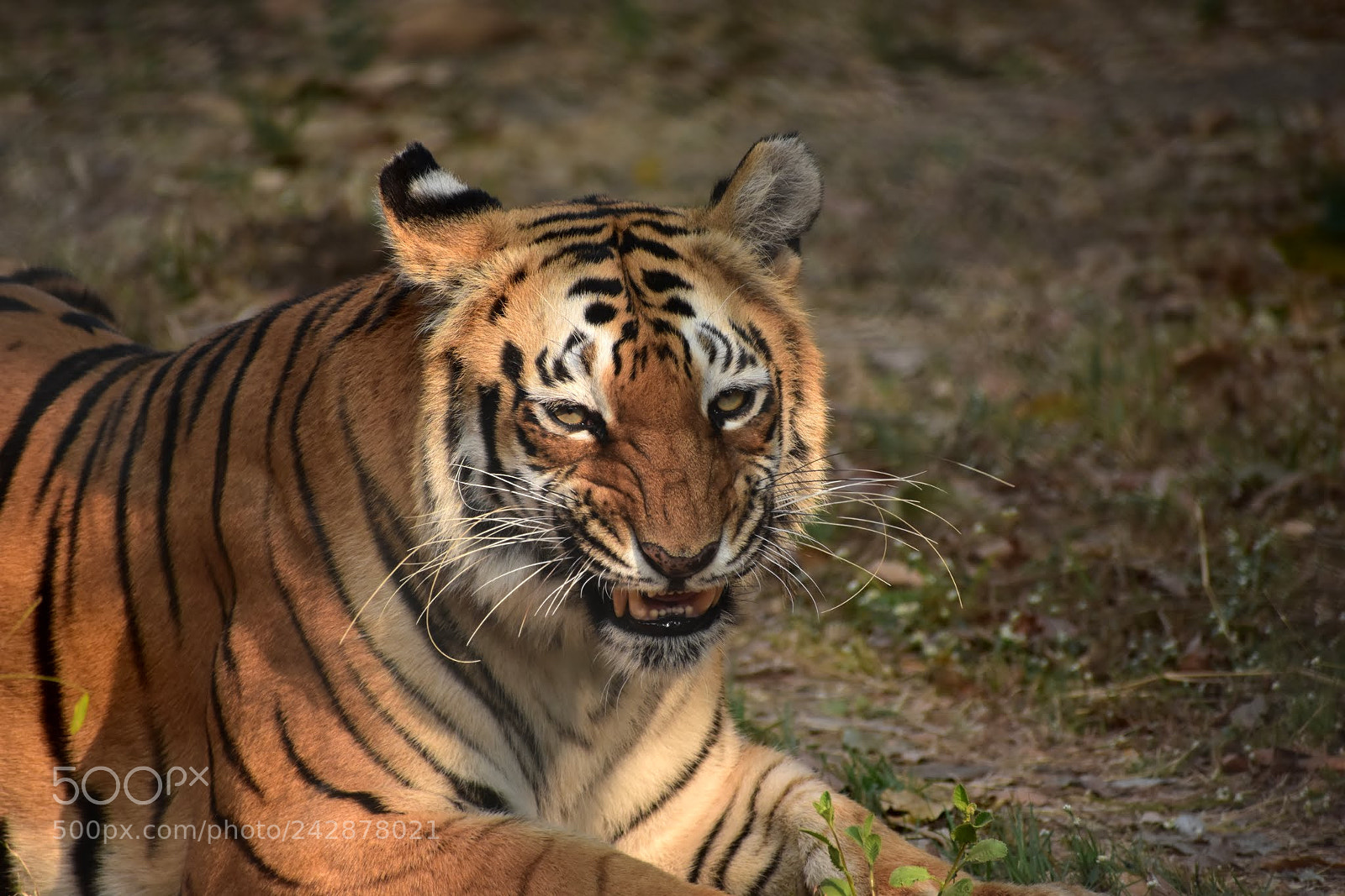 Nikon D7200 sample photo. Untitled photography