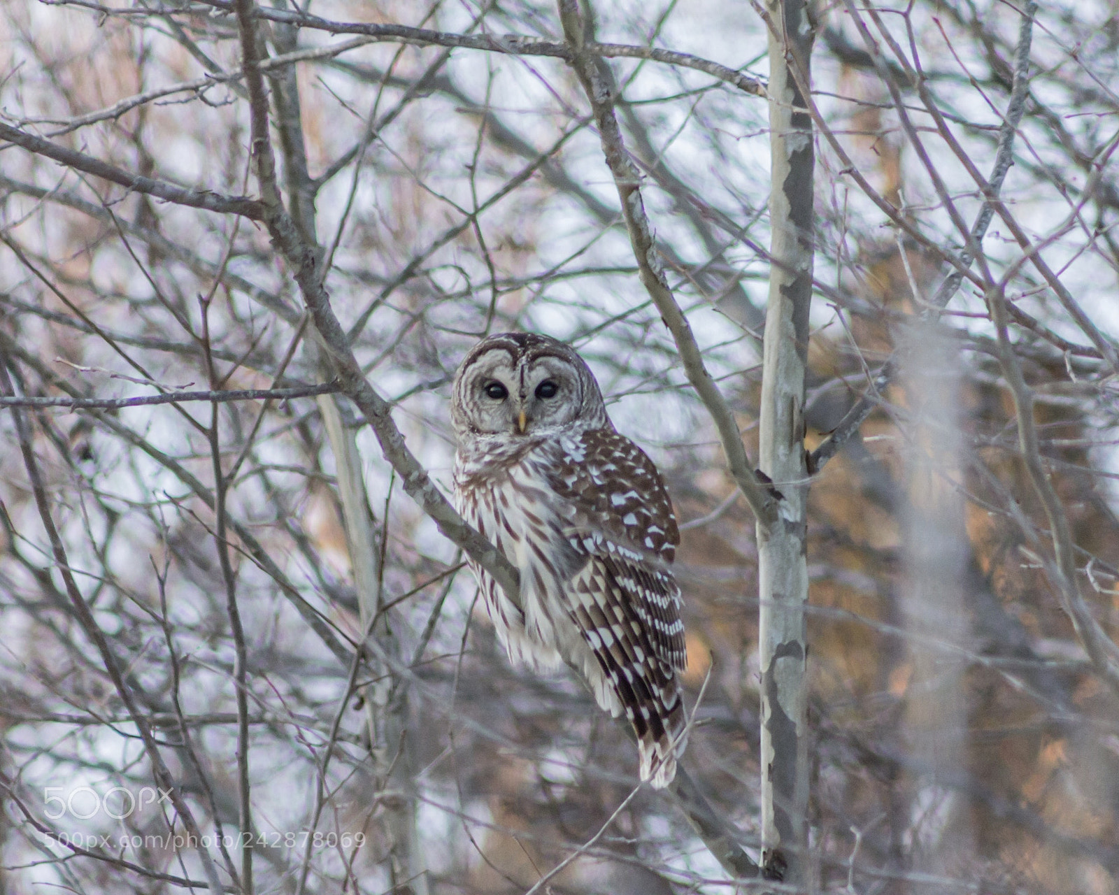 Canon EOS 60D sample photo. Barred owl photography
