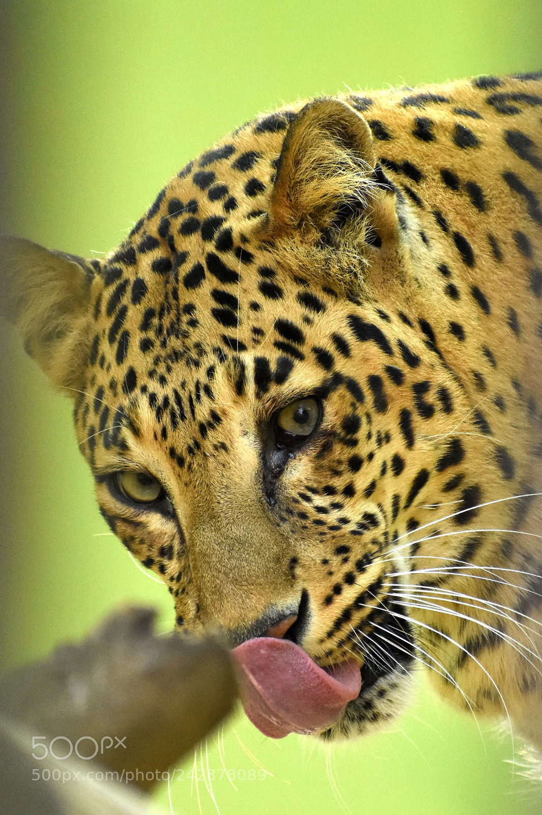 Nikon D7200 sample photo. Untitled photography
