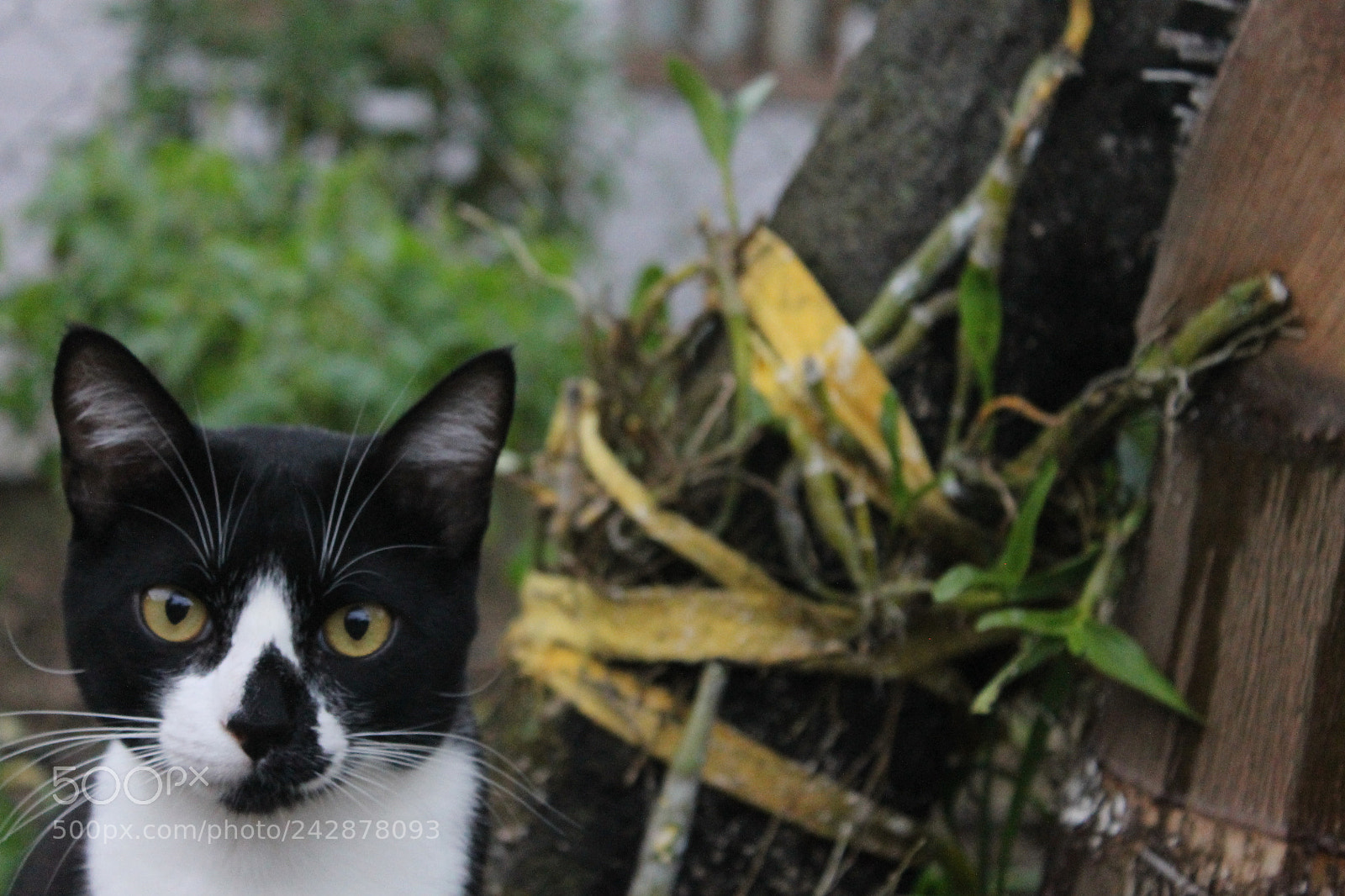 Canon EOS 1100D (EOS Rebel T3 / EOS Kiss X50) sample photo. Black and white cat! photography