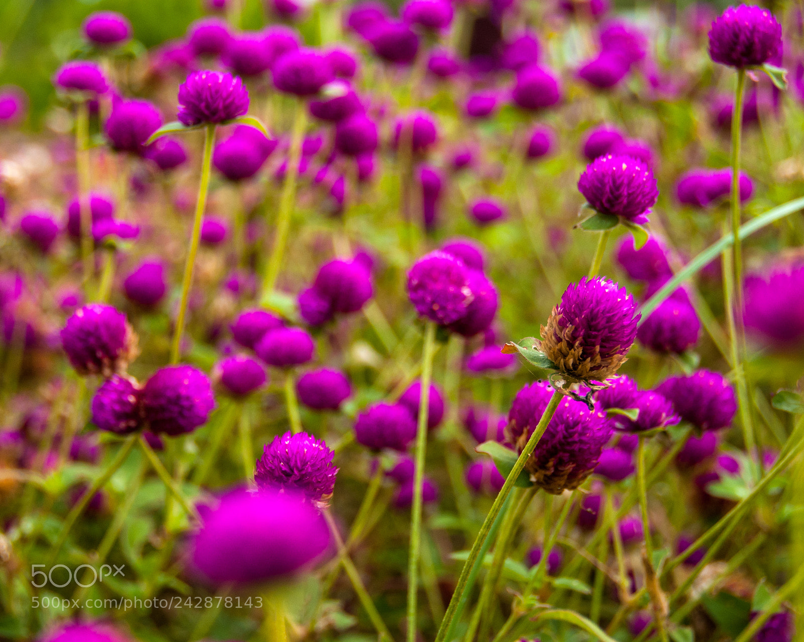 Nikon D300 sample photo. Vivid photography