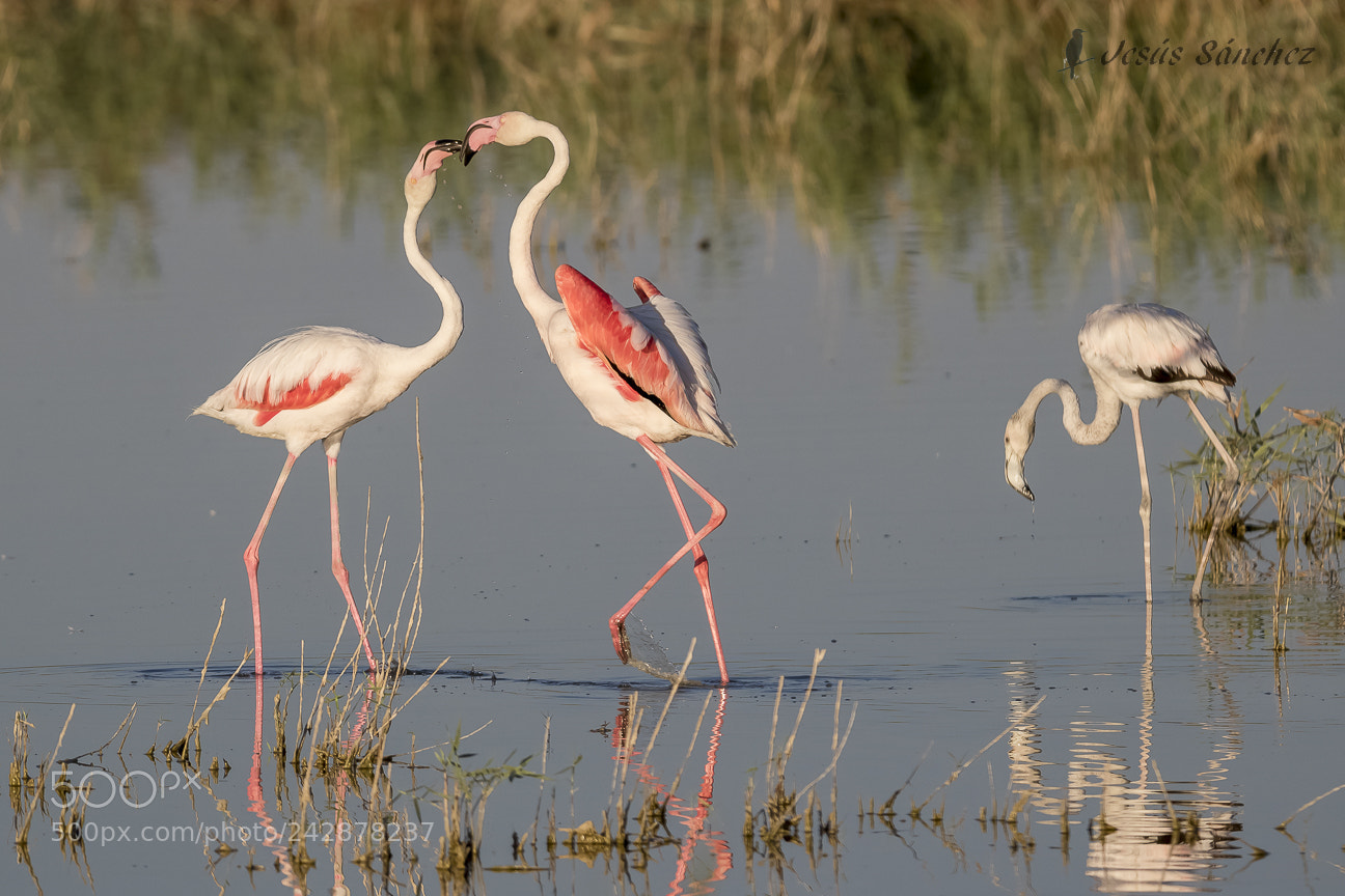 Canon EOS 7D Mark II sample photo. Flamenco com n phoenicopterus photography