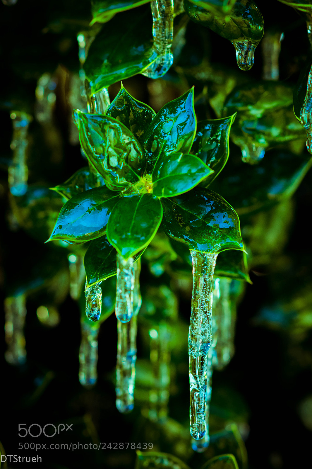 Nikon D7200 sample photo. Icy grasp of winter photography