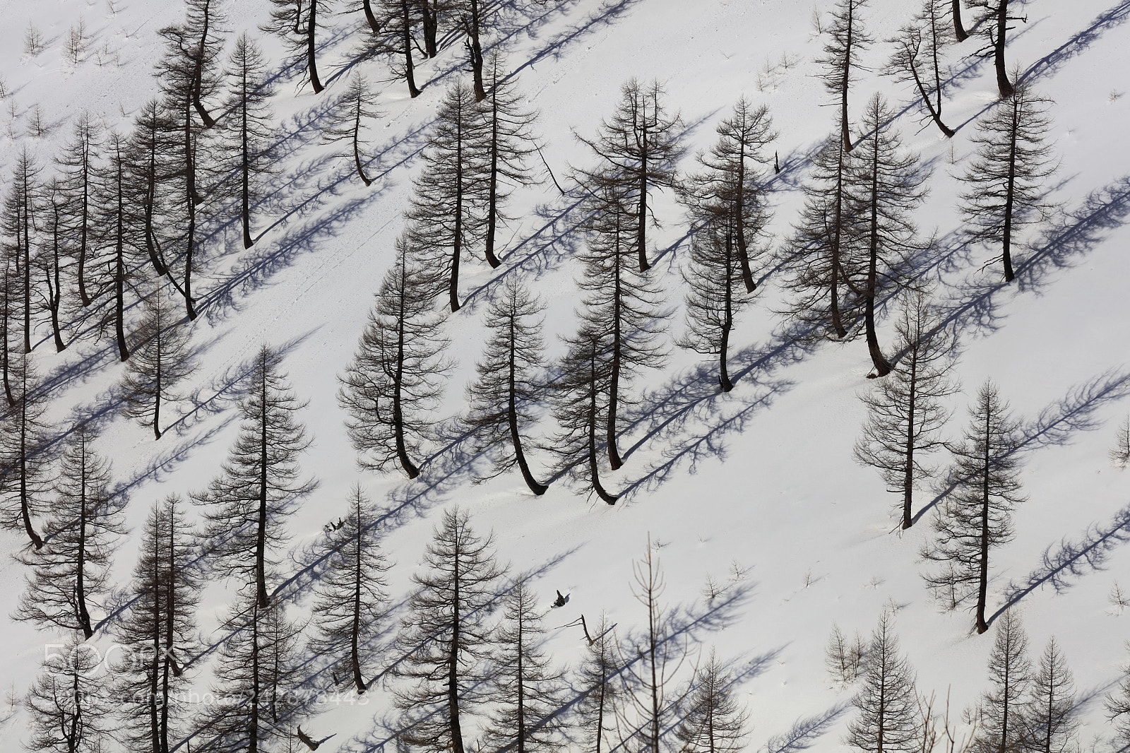 Canon EOS 5DS R sample photo. The larches, in their photography