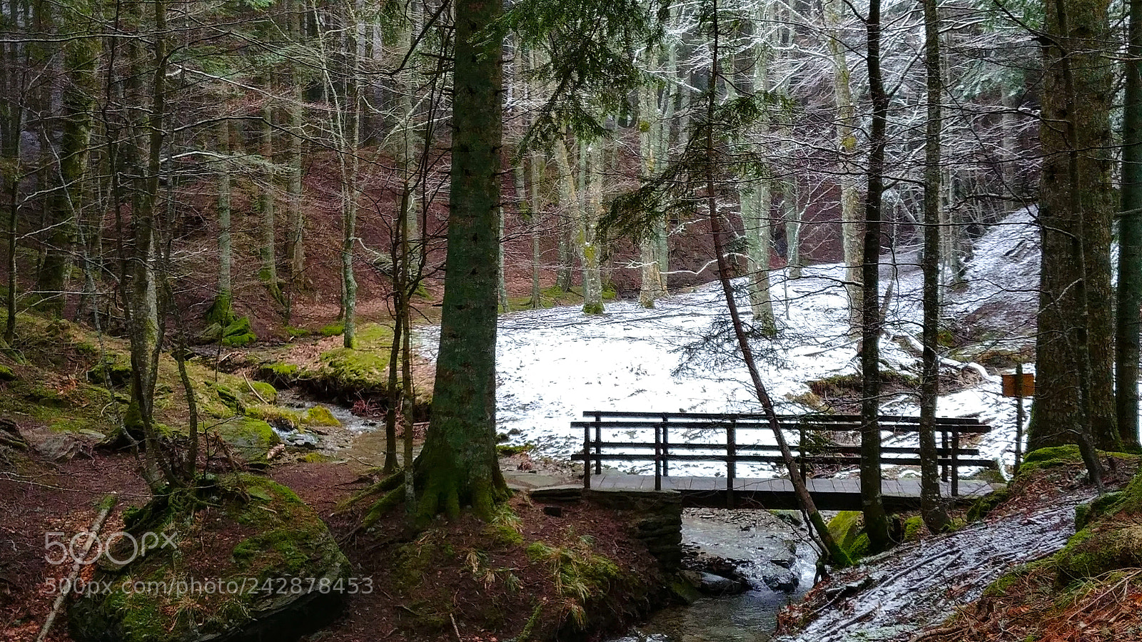 LG G6 sample photo. Parco foresta casentinese photography
