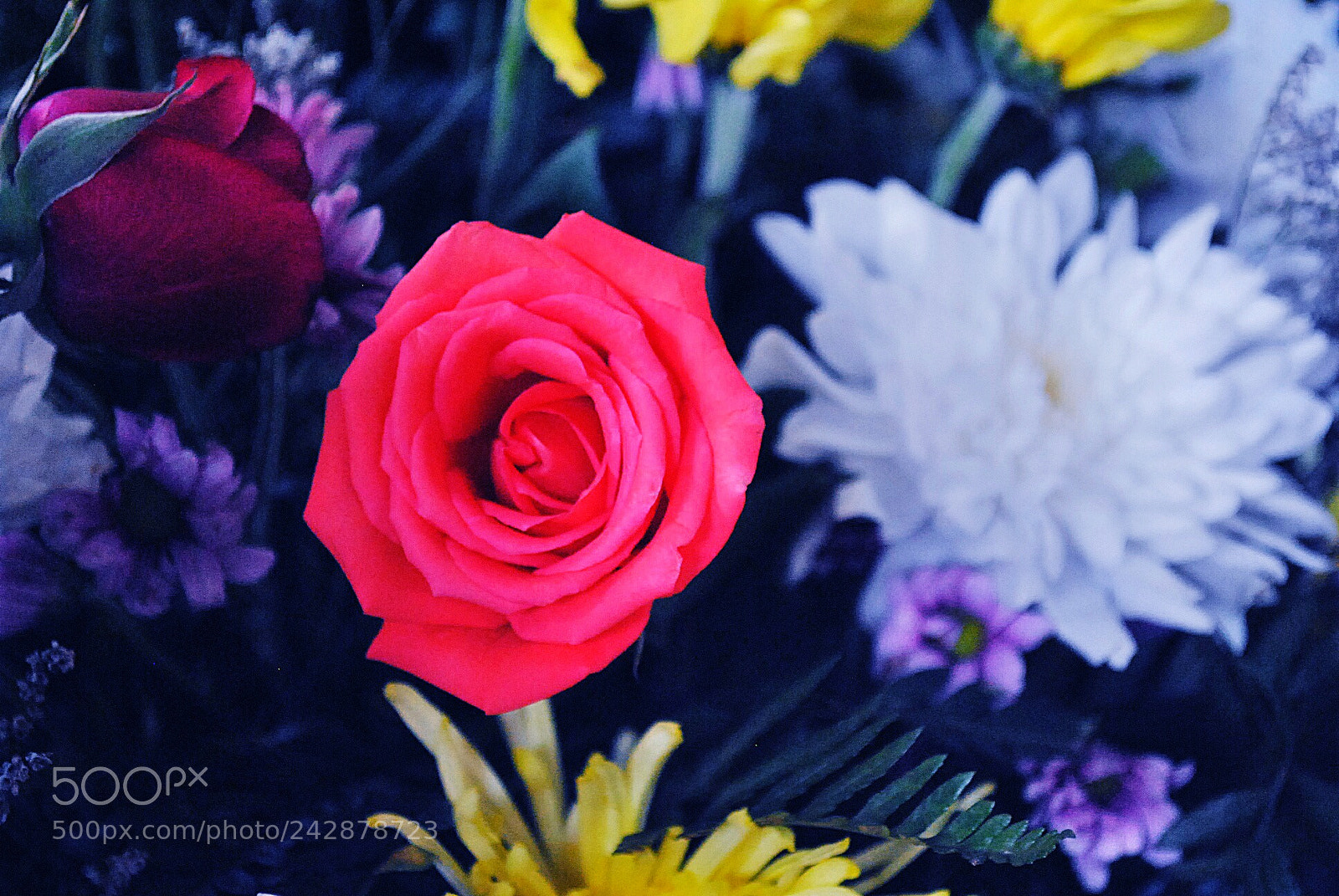 Nikon D3000 sample photo. Untitled photography