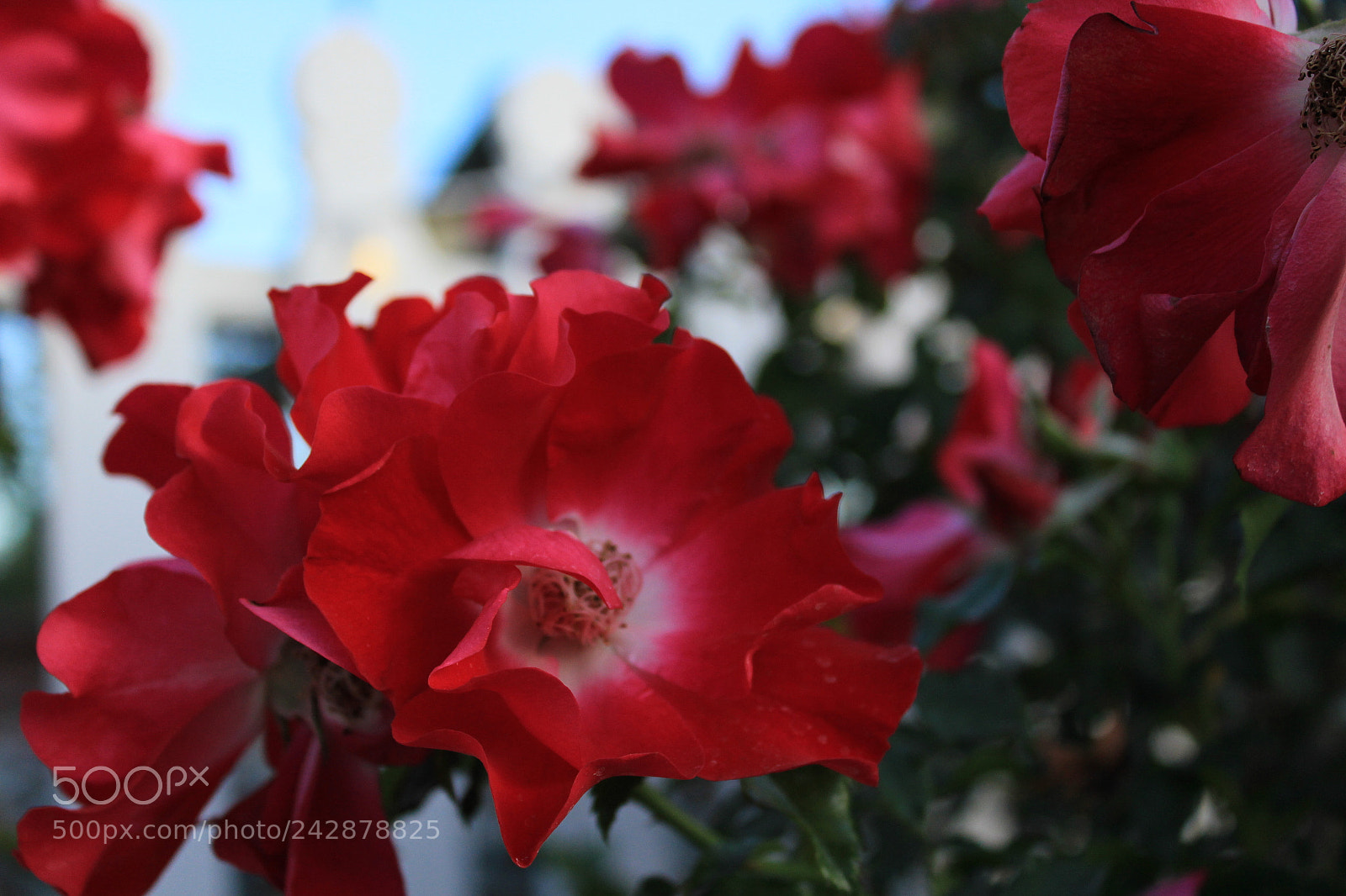 Canon EOS 1200D (EOS Rebel T5 / EOS Kiss X70 / EOS Hi) sample photo. Img photography
