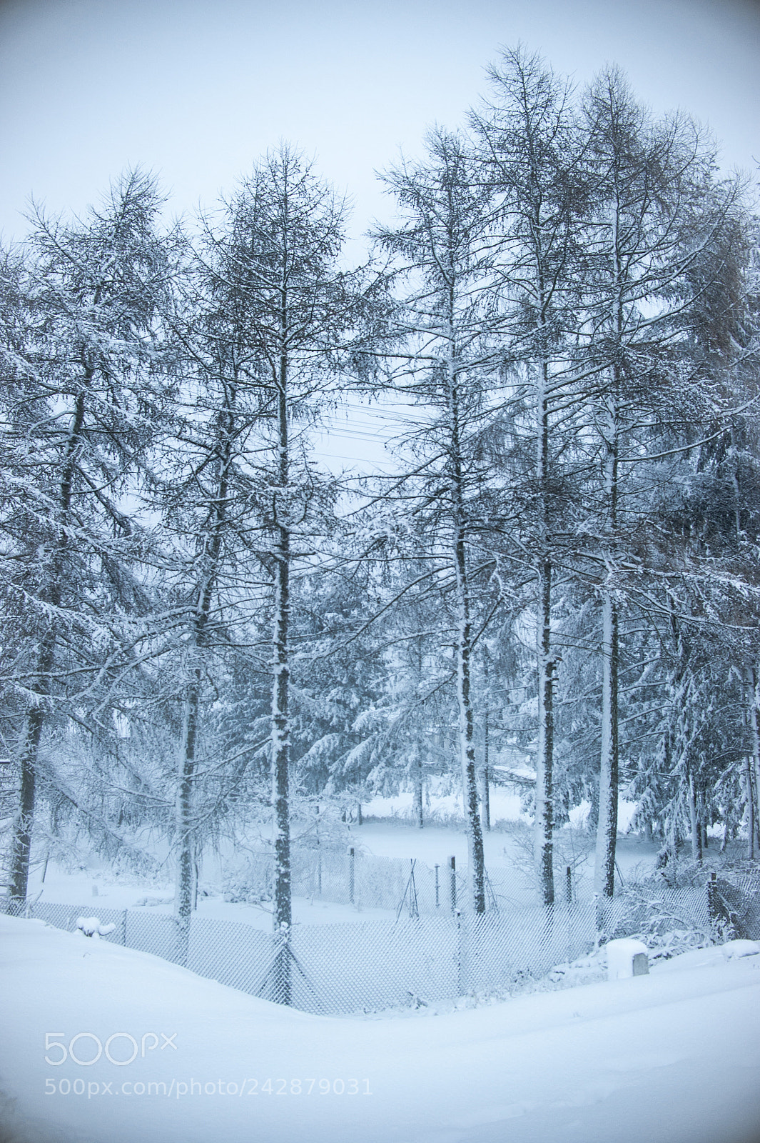 Nikon D700 sample photo. Winter is coming photography