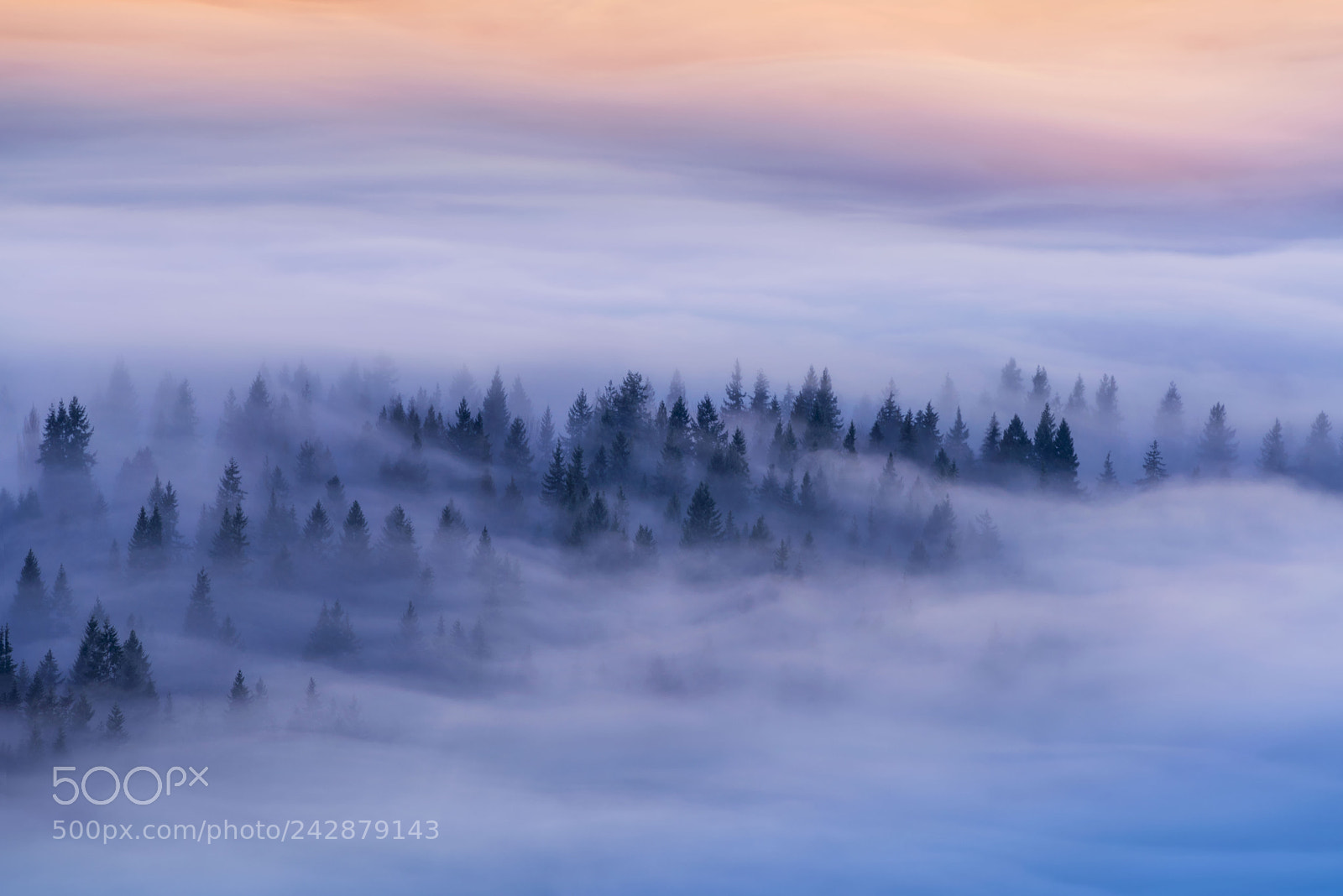 Nikon D810 sample photo. Forest carpet of clouds photography