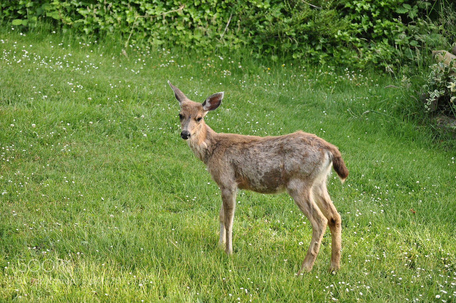 Nikon D90 sample photo. Young buck on the photography