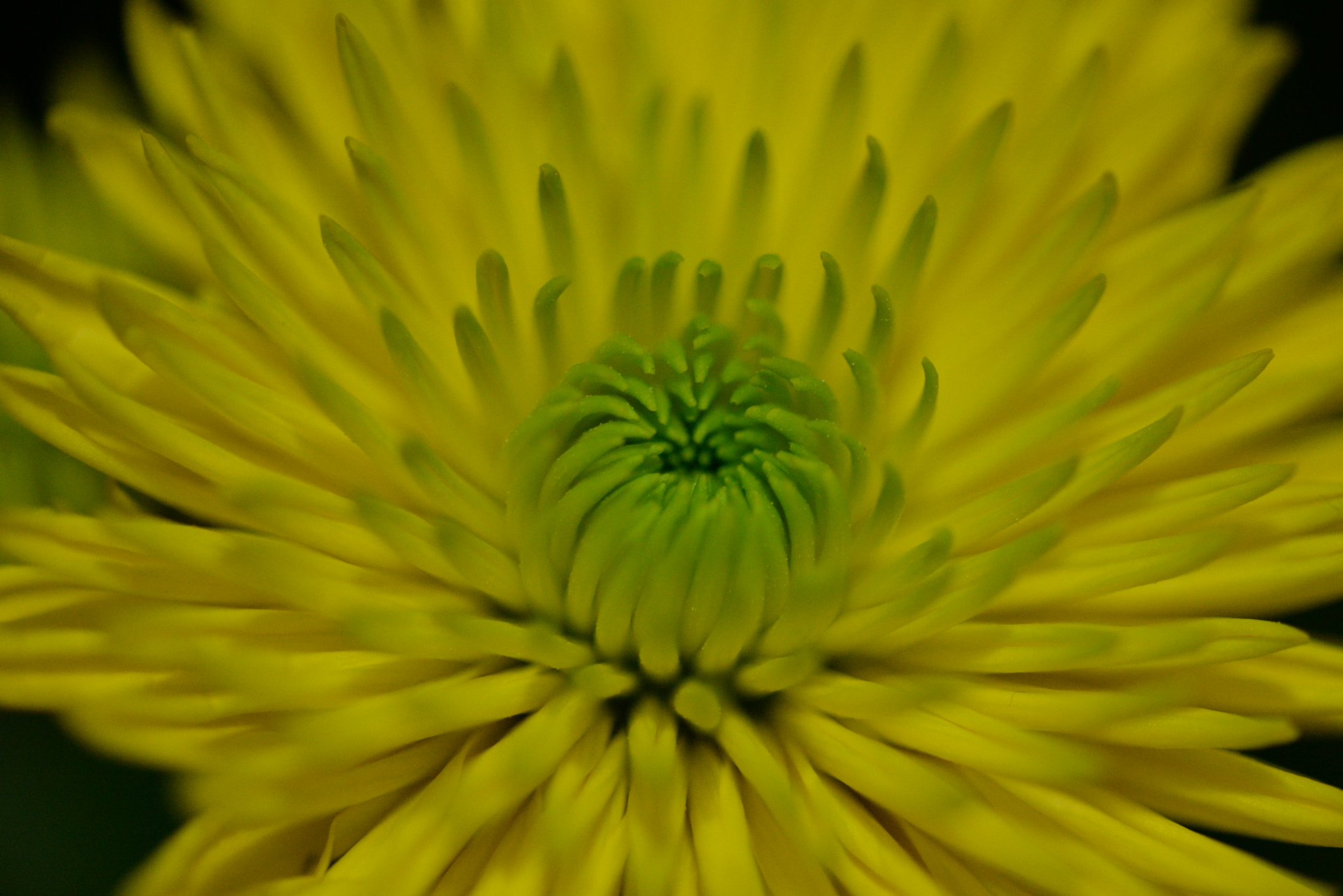 Sigma 105mm F2.8 EX DG OS HSM sample photo