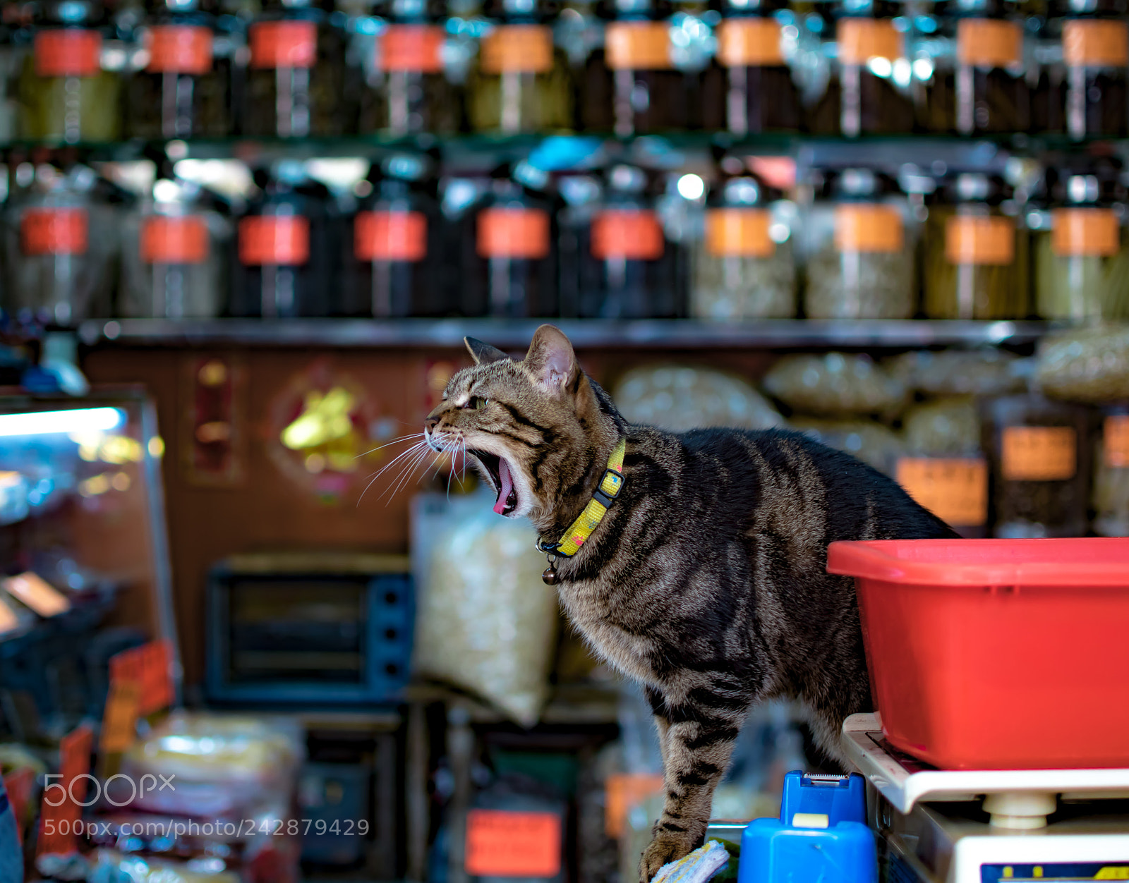 Nikon D5500 sample photo. Roar photography