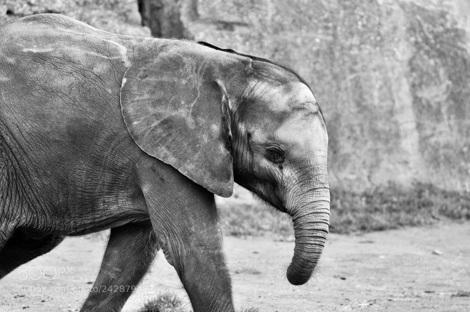 Nikon D90 sample photo. Baby elephant photography