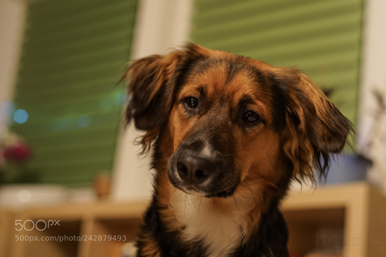 Sony a7 II sample photo. My sisters dog bone photography