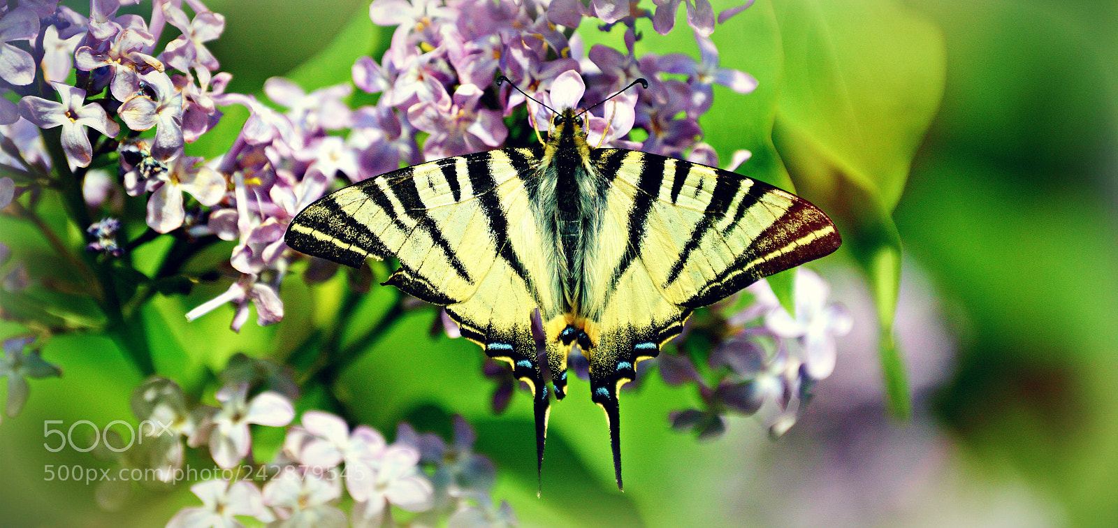 Nikon D3200 sample photo. ~~ dance of butterflies ~~ photography