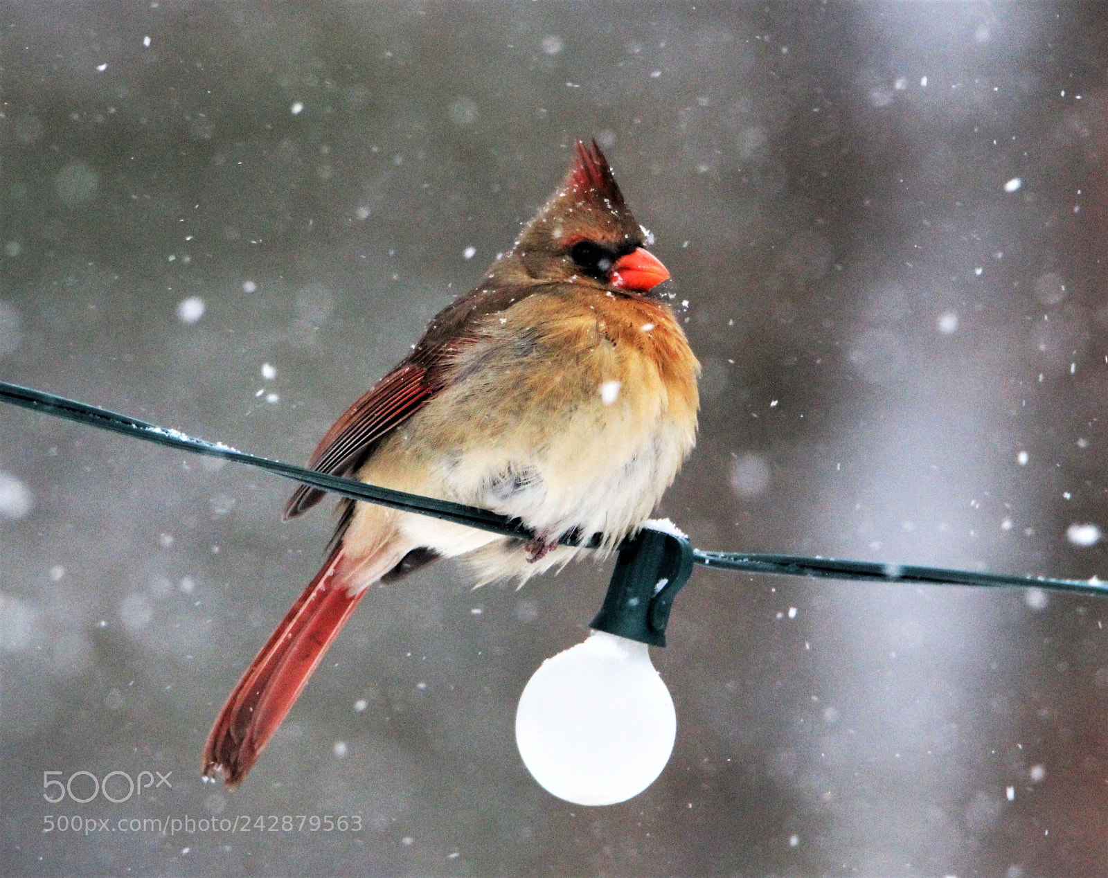 Canon EOS 1200D (EOS Rebel T5 / EOS Kiss X70 / EOS Hi) sample photo. Female cardinal photography
