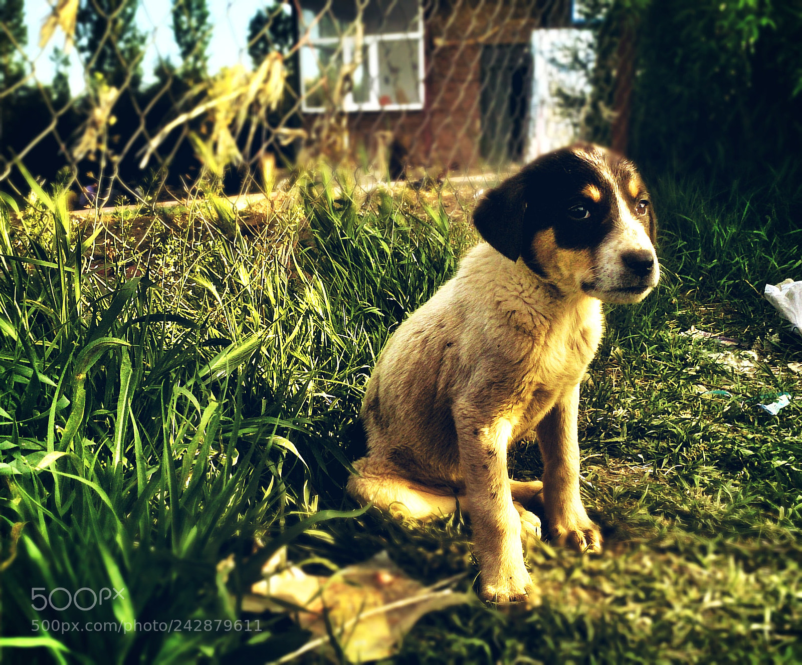 Sony Xperia Z sample photo. Picsart photography