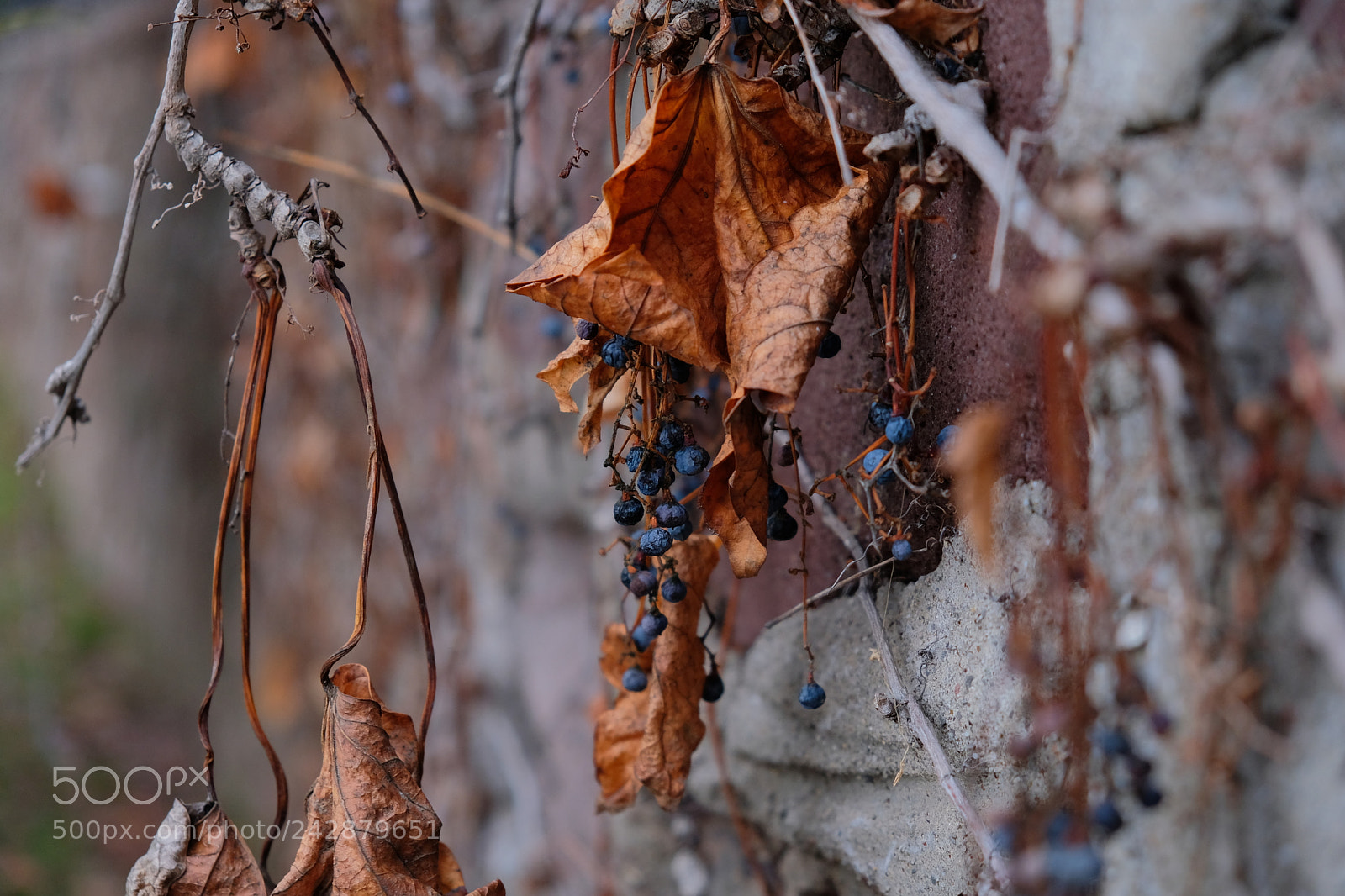 Fujifilm X-T2 sample photo. Raisins leaf photography