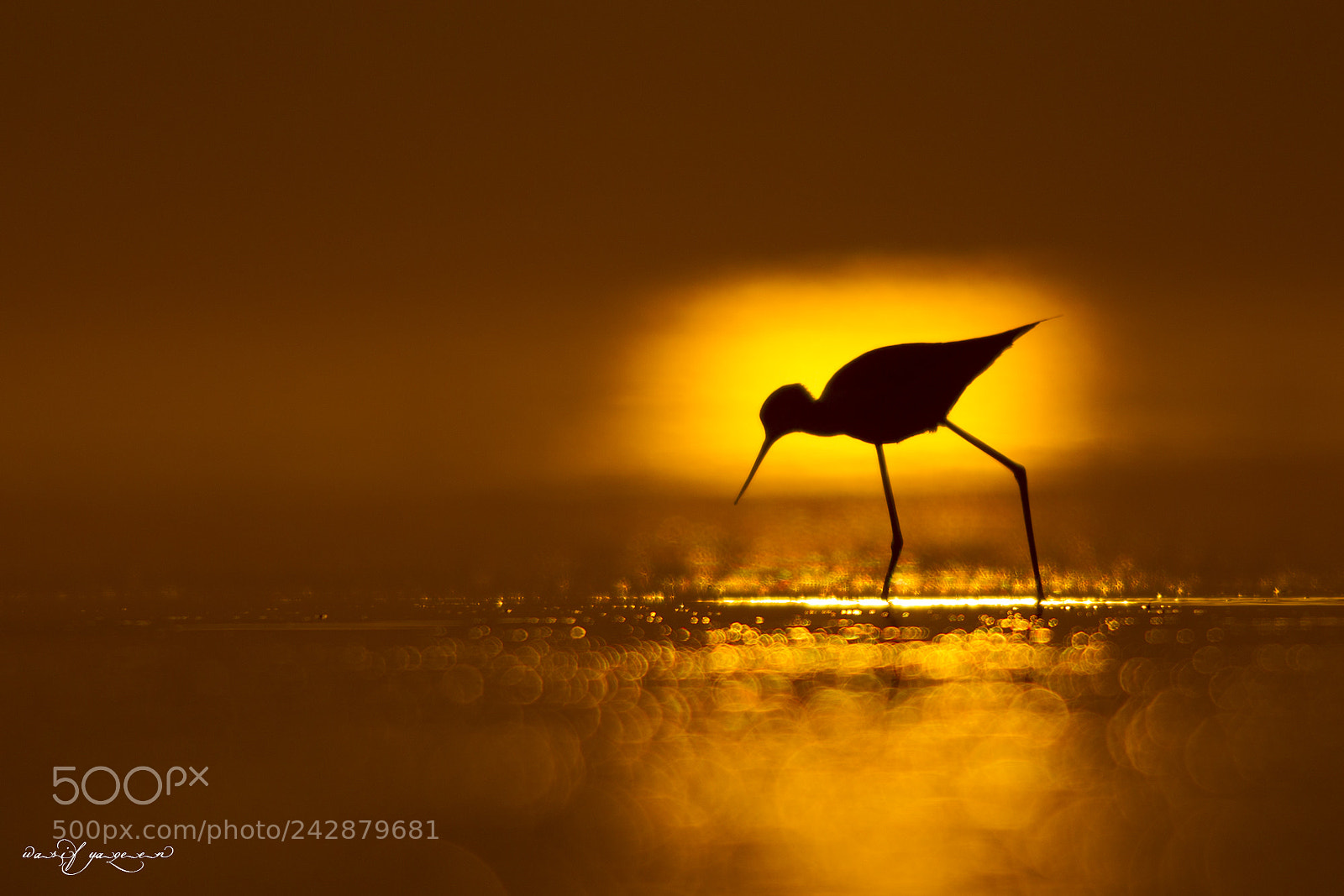 Canon EOS-1D Mark IV sample photo. Black winged stilt photography