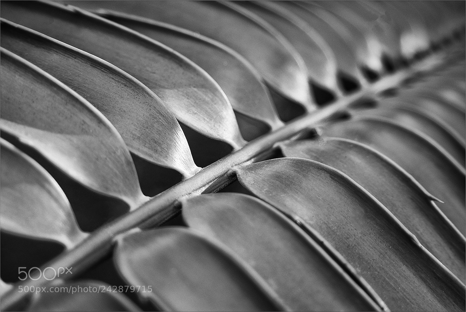 Nikon D200 sample photo. Patterns of nature in photography