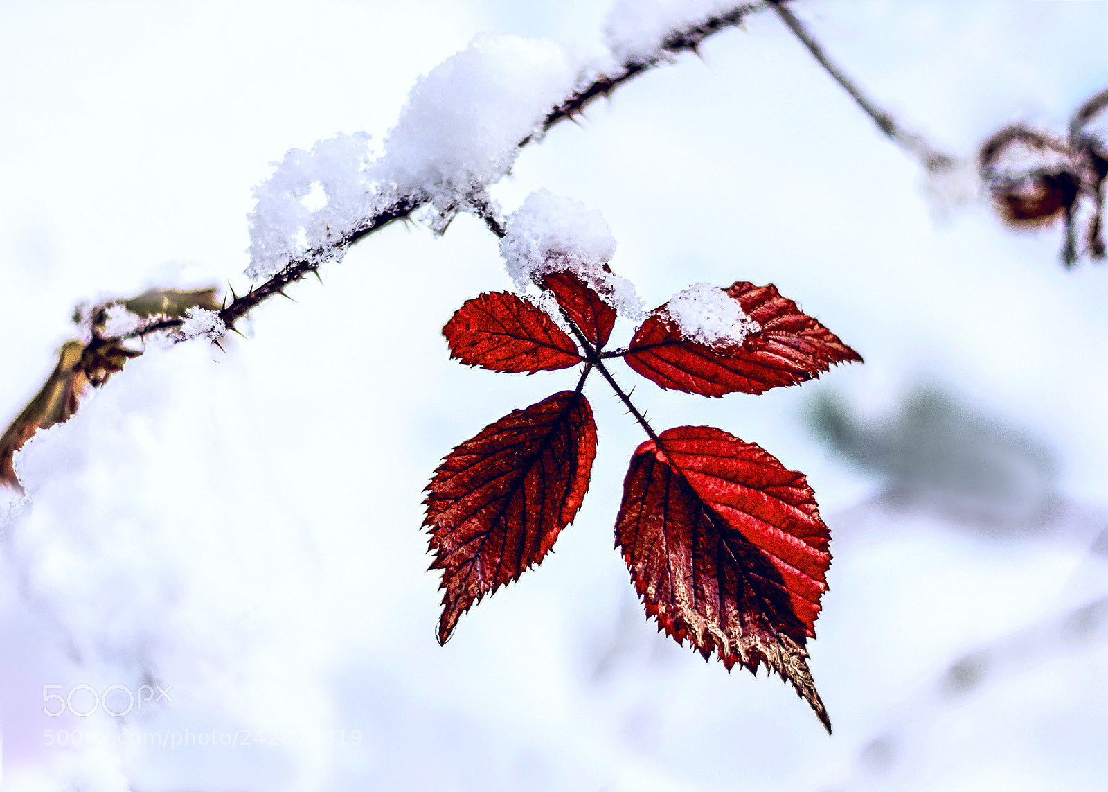Canon EOS 450D (EOS Rebel XSi / EOS Kiss X2) sample photo. Winter 2018 photography