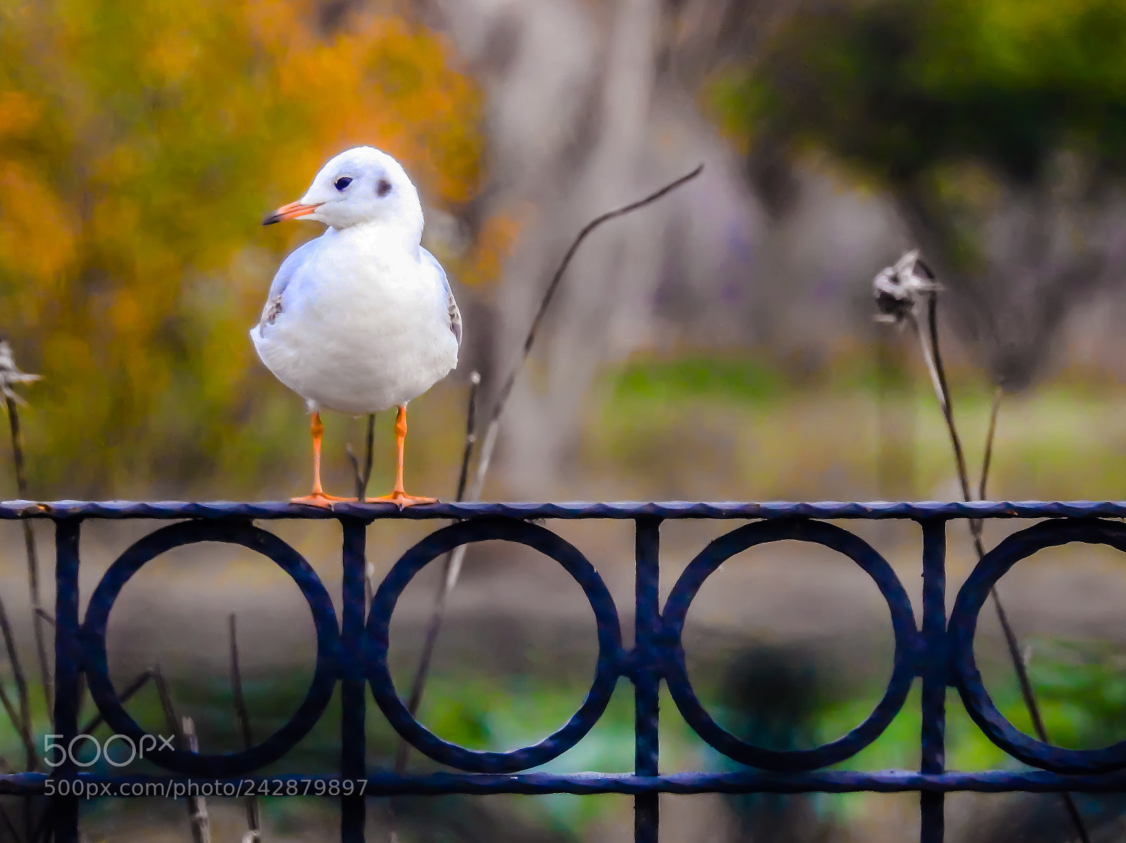 Nikon Coolpix P900 sample photo. Seagull photography