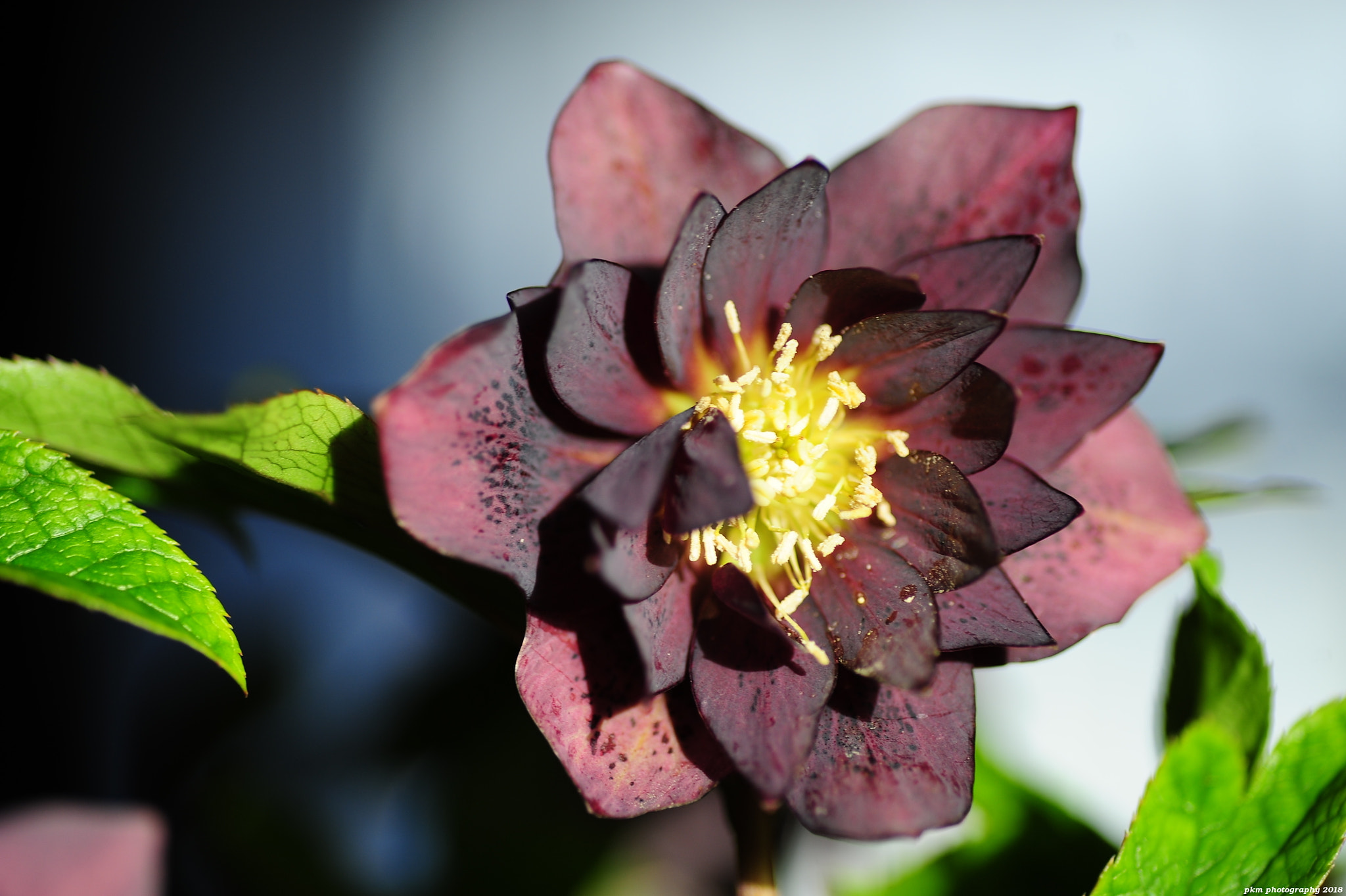 Nikon D700 sample photo. Hellebore photography