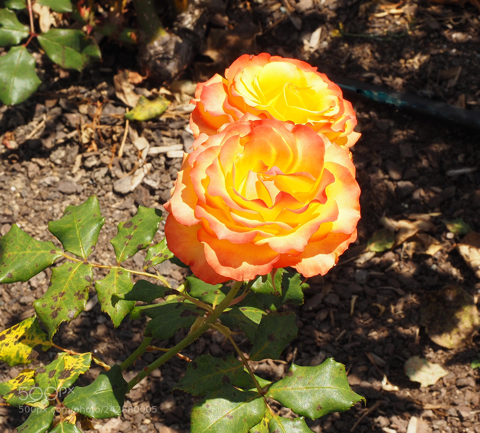 Olympus OM-D E-M1 sample photo. Yellow rose photography