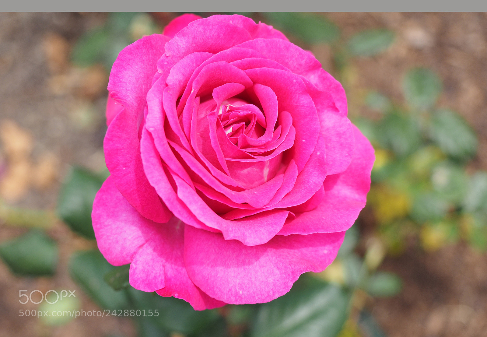 Olympus OM-D E-M1 sample photo. Shocking pink rose photography