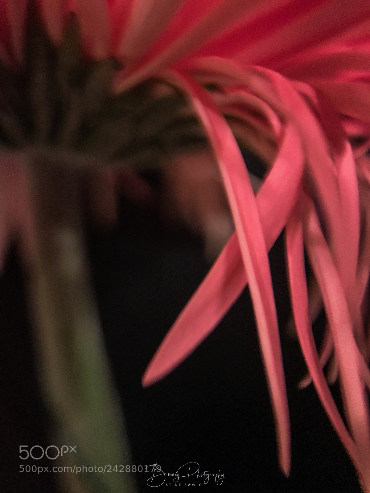 Apple iPhone 7 sample photo. Pink flower petals photography
