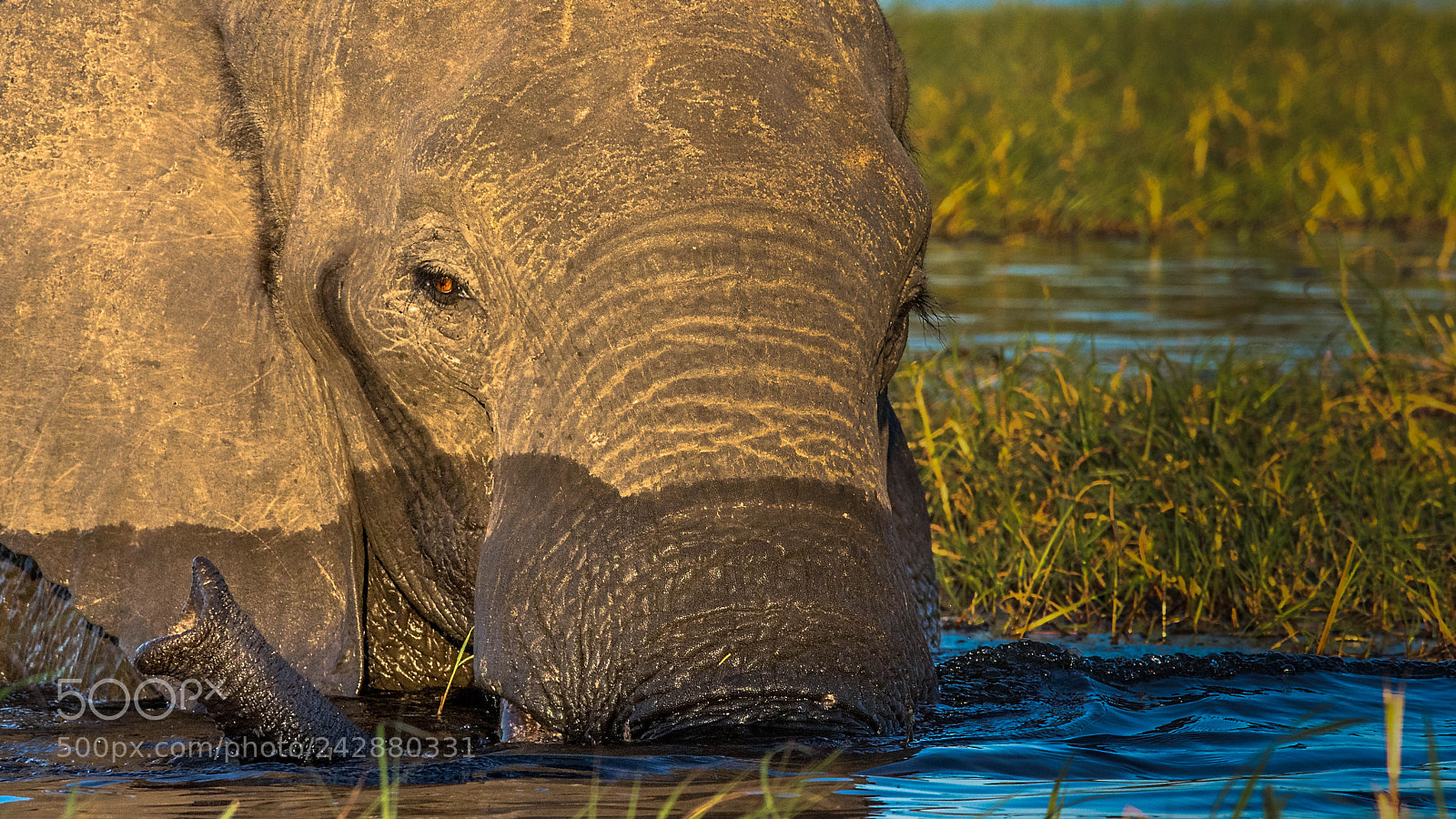Pentax K-3 sample photo. Elephant photography