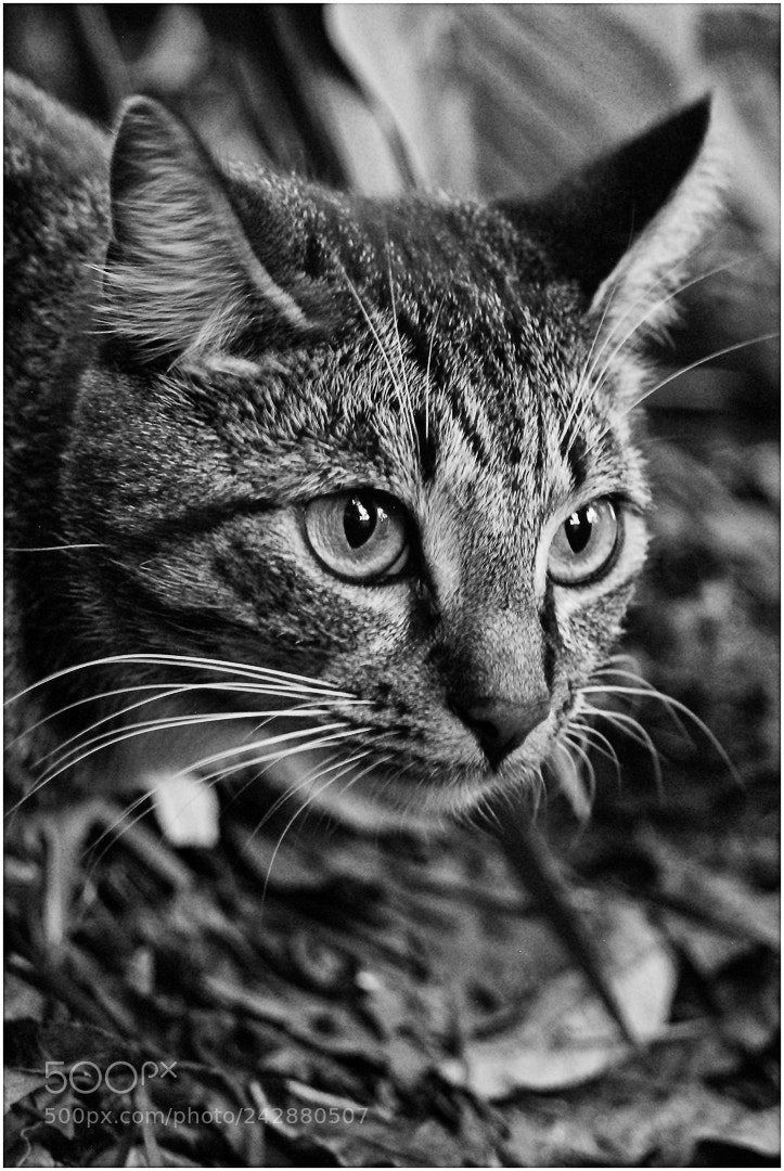 Nikon D200 sample photo. Banjo in the light photography