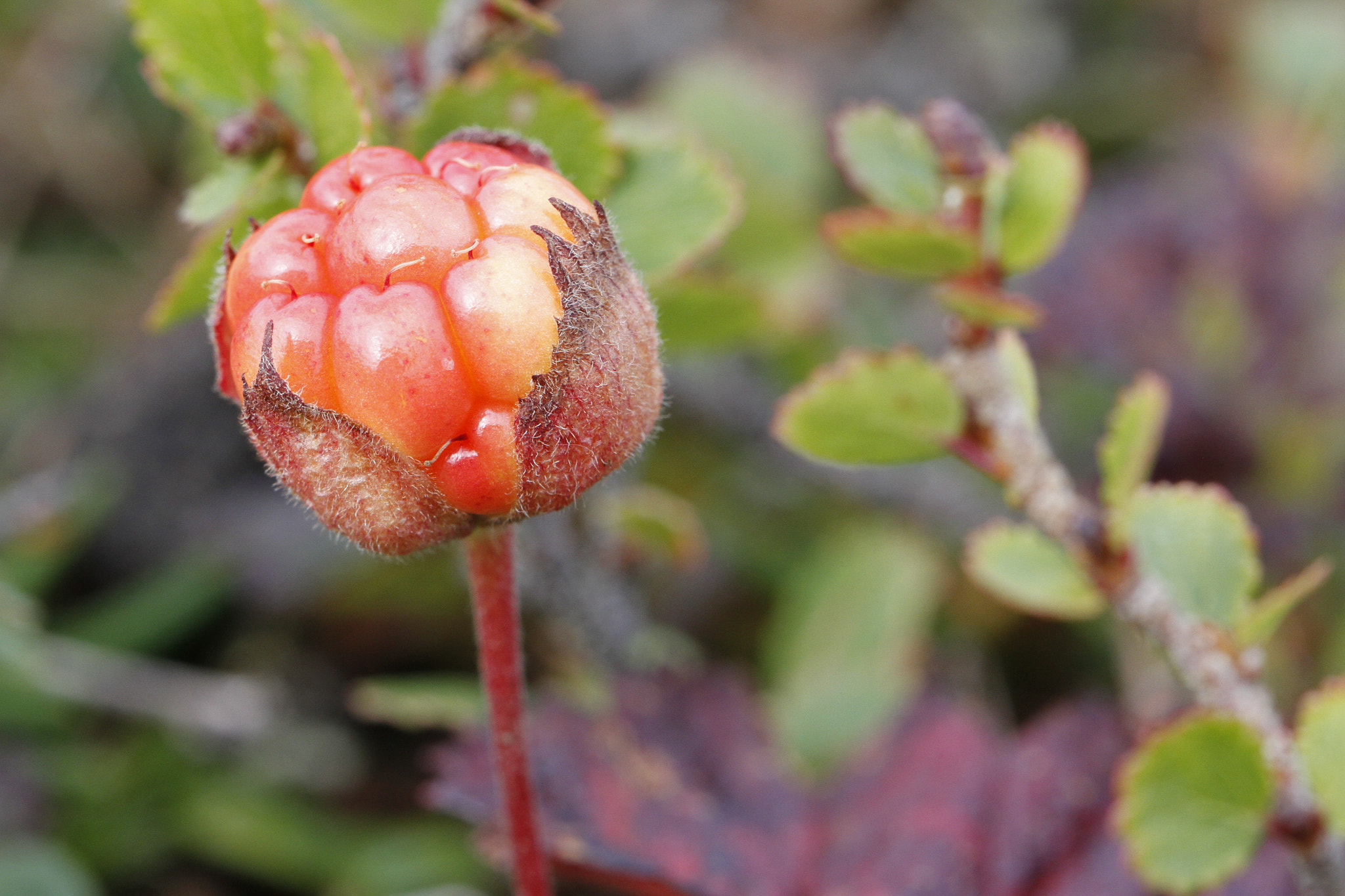 Canon EF 100mm F2.8L Macro IS USM sample photo. Close-up of a cloudberry with blurred background photography