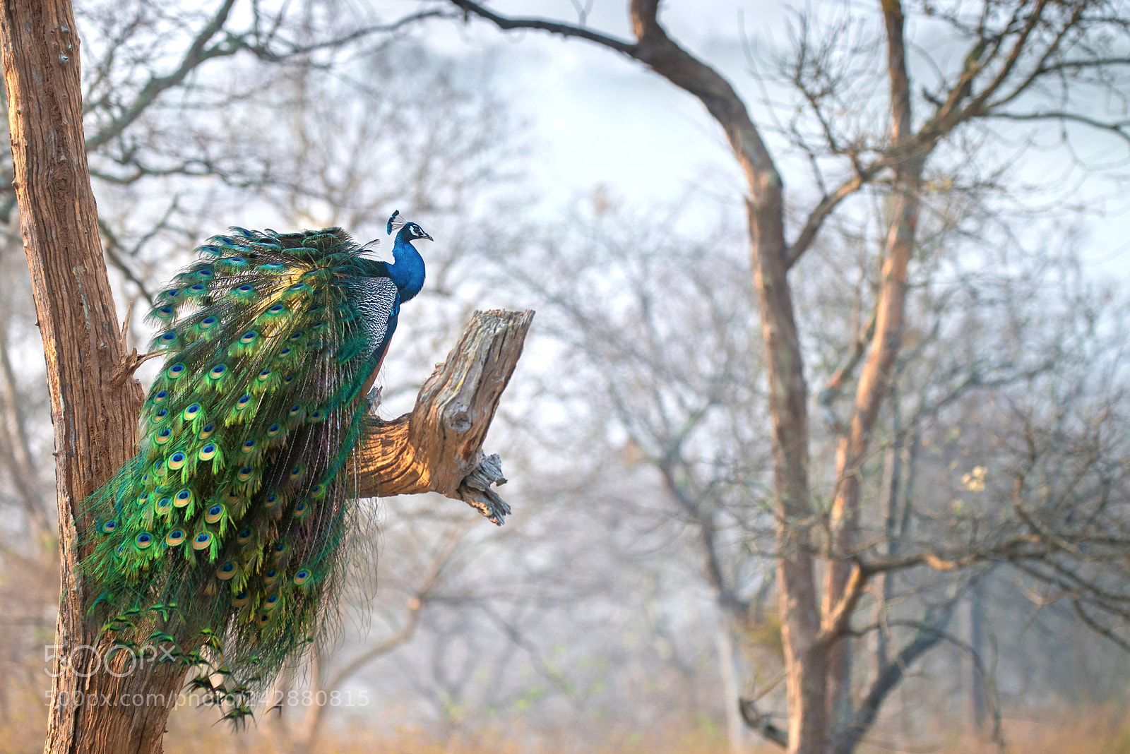 Nikon D800E sample photo. Peafowl scape photography