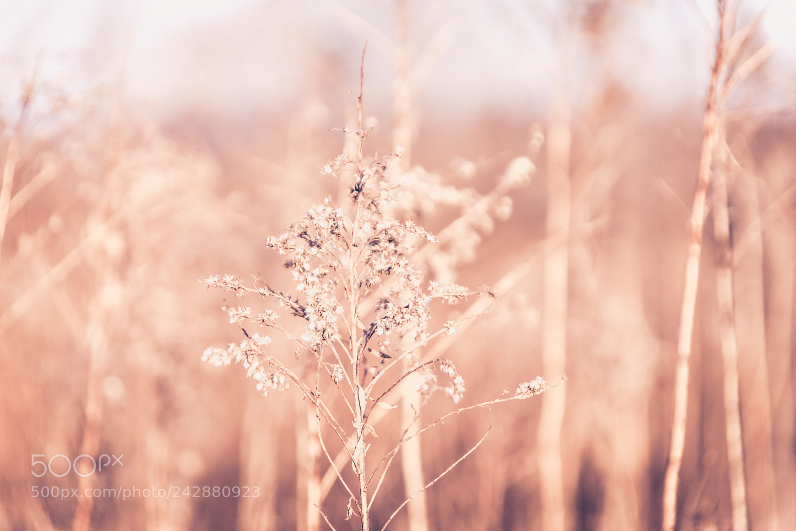Nikon D610 sample photo. Grass in the winter photography