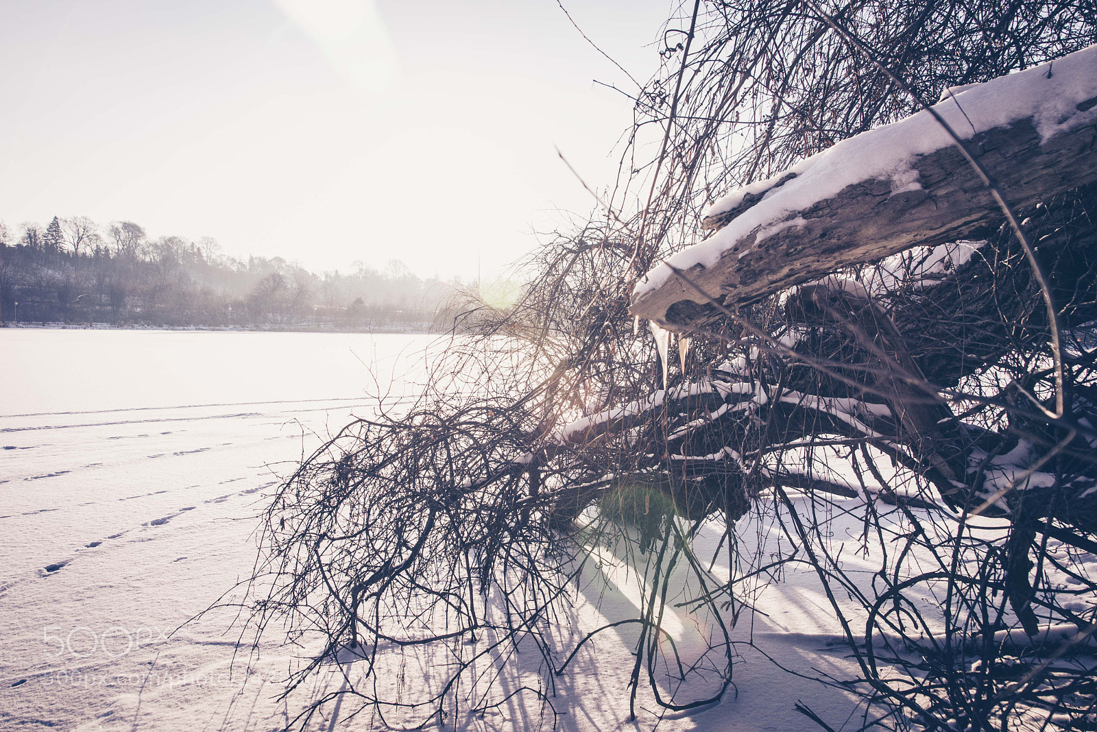 Nikon D610 sample photo. Frozen sun photography