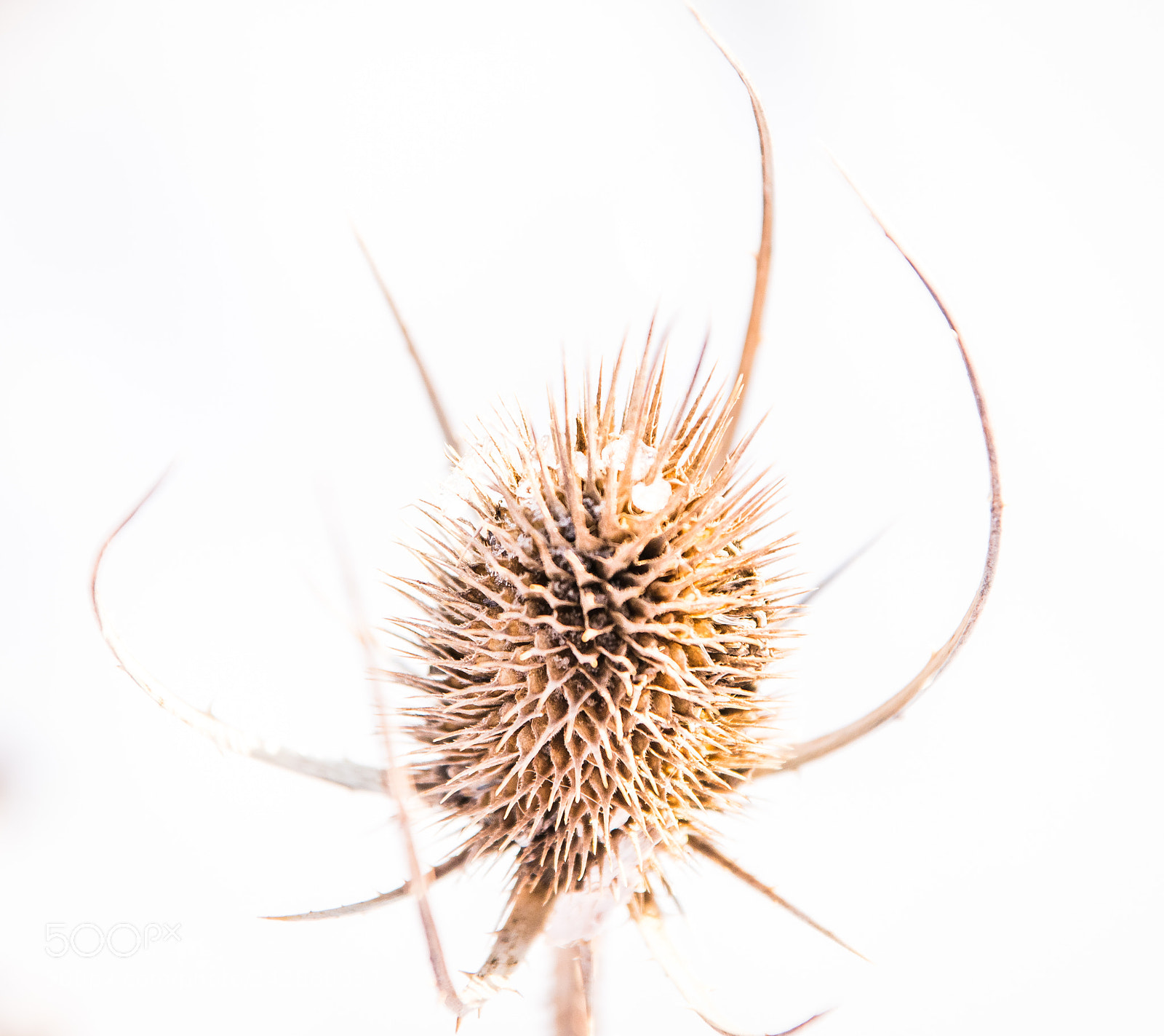 Nikon D610 sample photo. Thistle in the snow photography