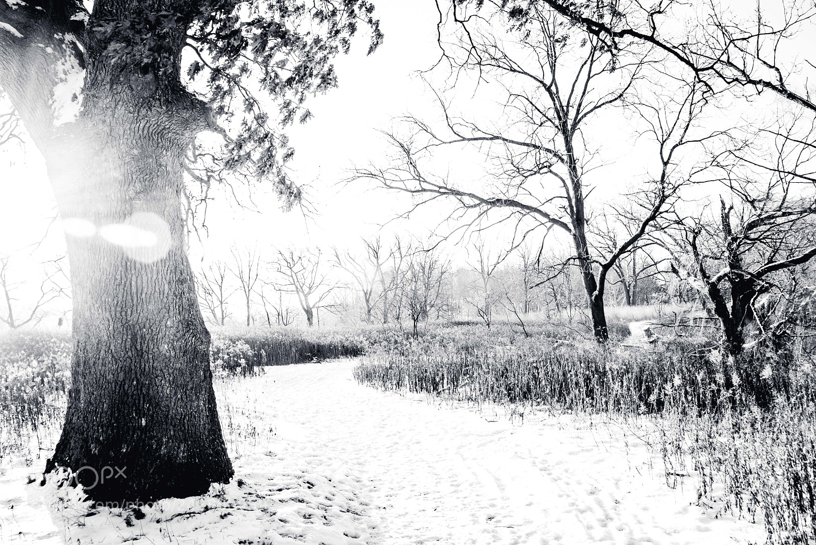 Nikon D610 sample photo. Sun strike photography