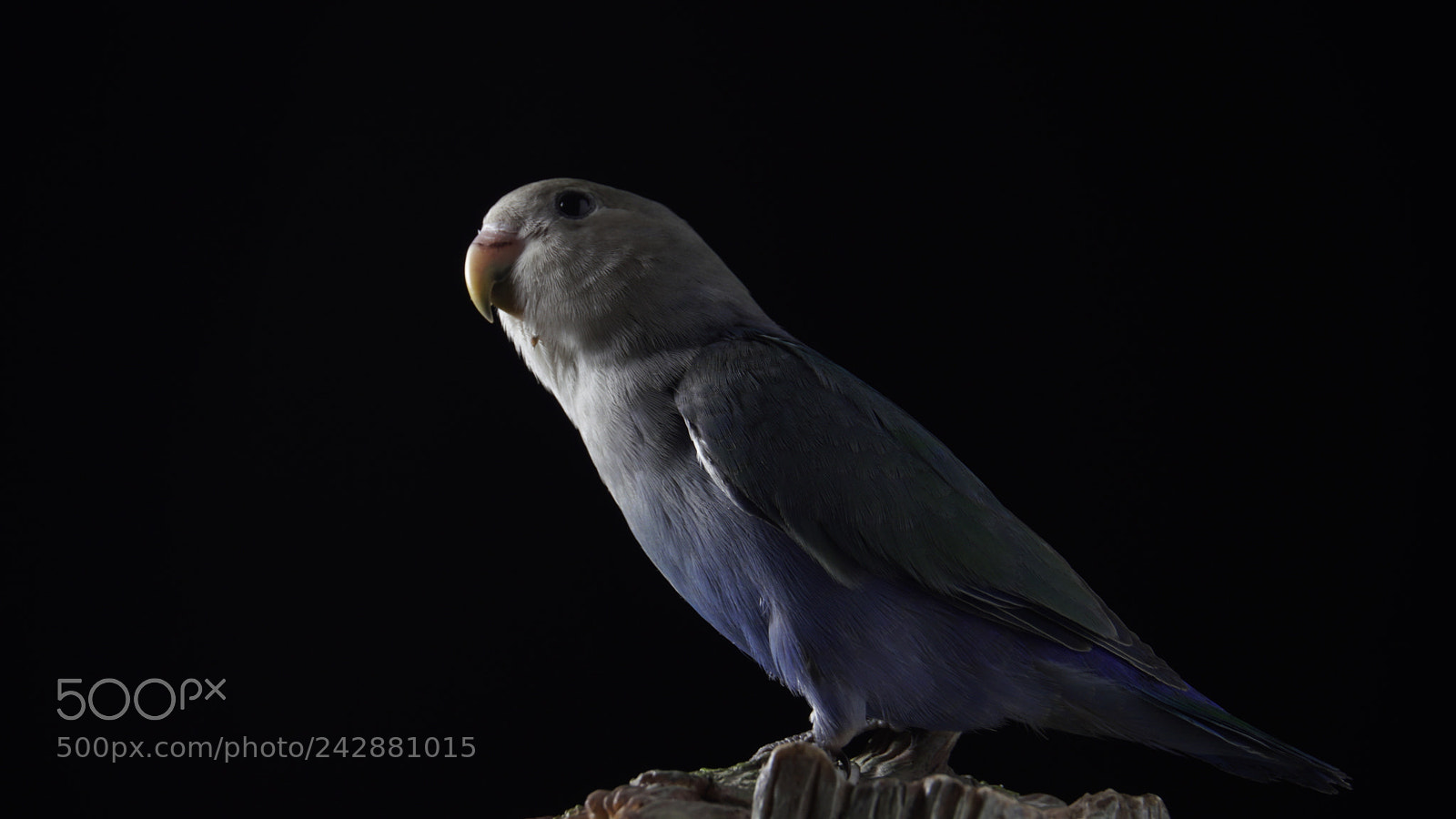 Sony a6500 sample photo. Lovebird photography