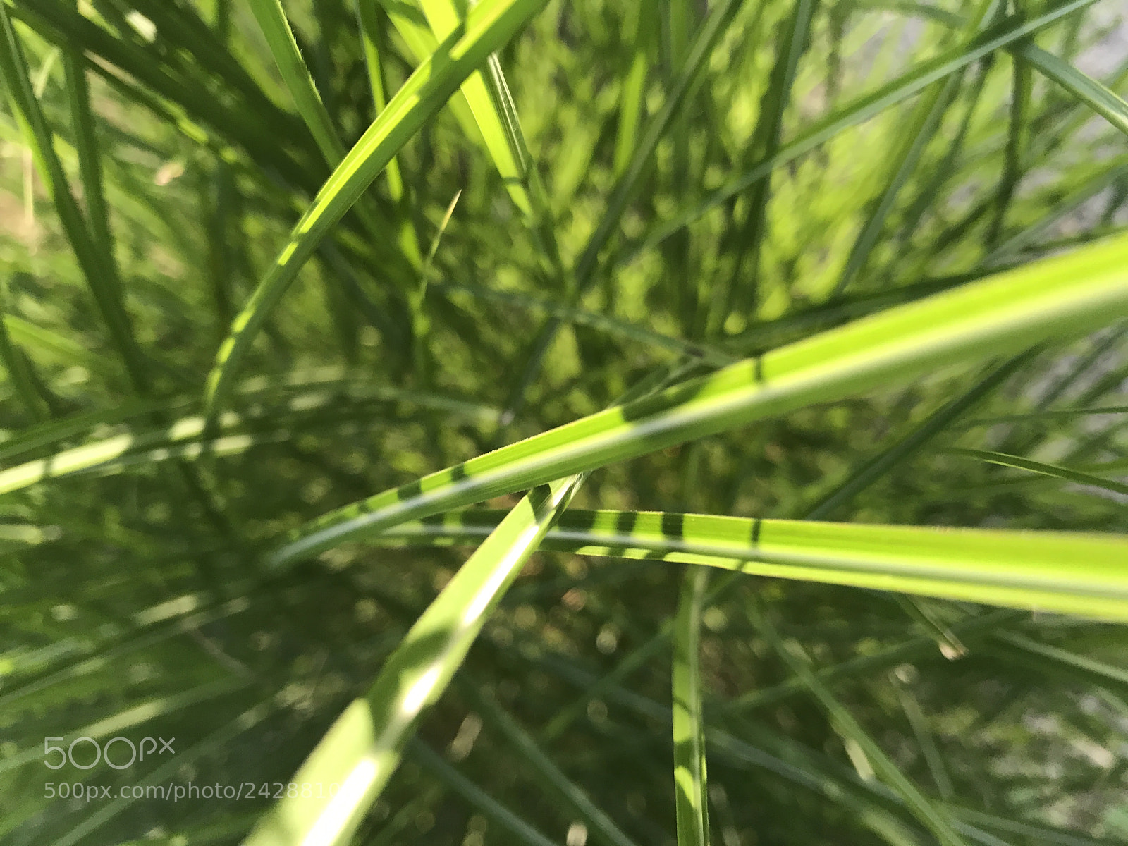 Apple iPhone 7 sample photo. Observing grass photography