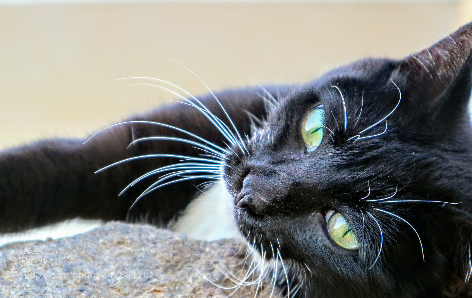 Canon EOS M5 sample photo. The model photography