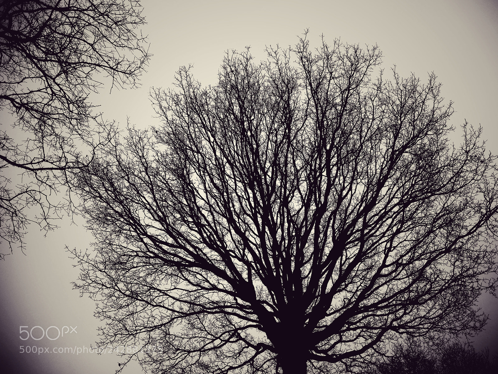 Panasonic Lumix DMC-G7 sample photo. Winter photography