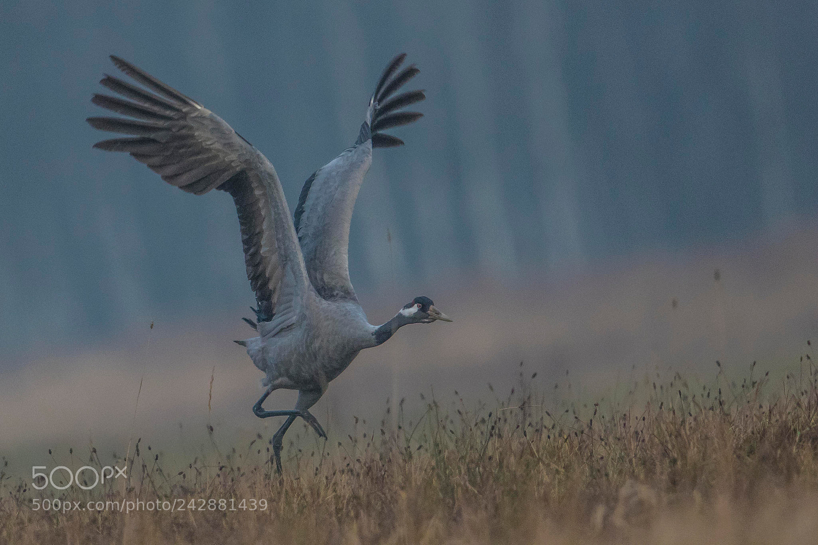 Canon EOS 7D Mark II sample photo. Flying crane photography