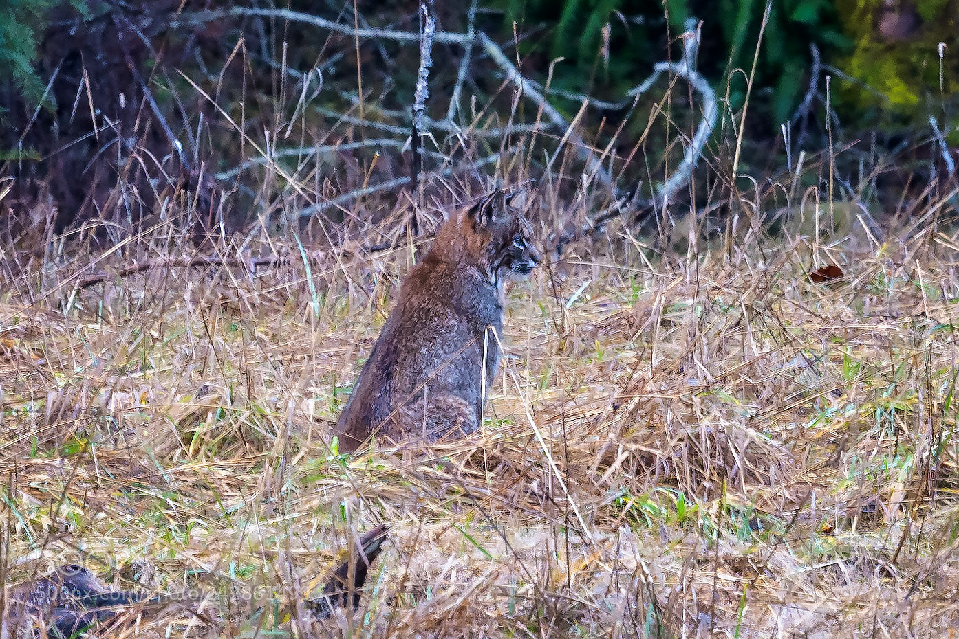 Nikon D500 sample photo. Bobcat, olympic national park photography